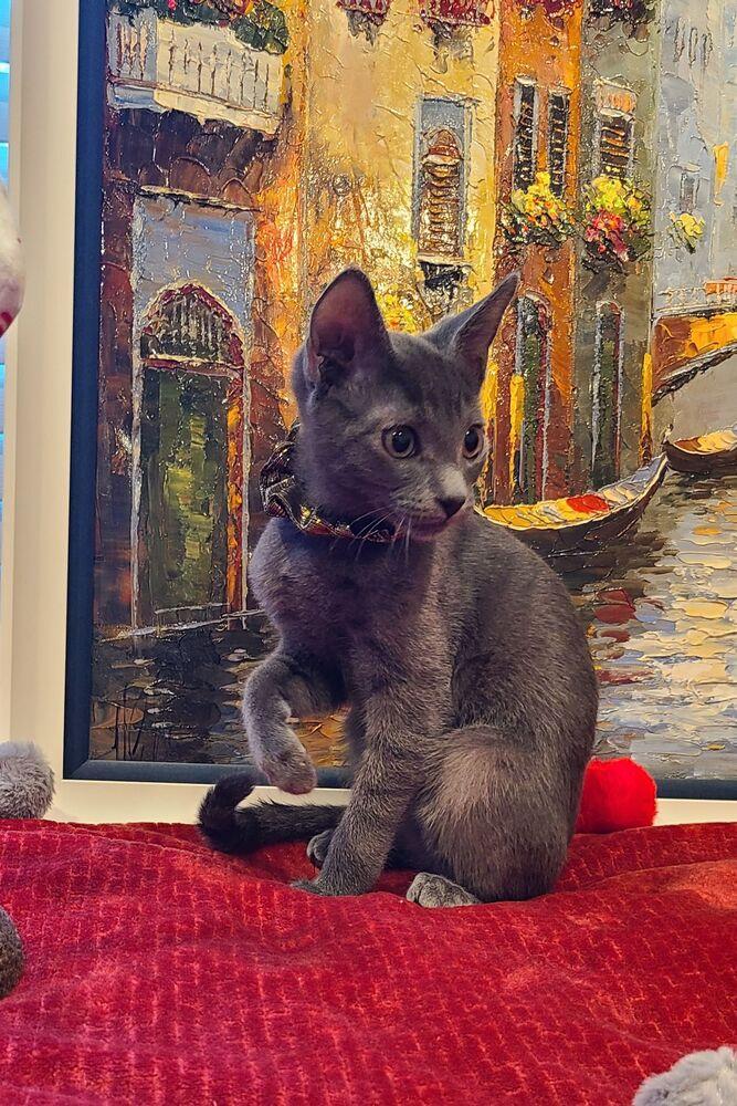 Enlarge Aladdin, a Adoptable mixed breed in Fremont, CA image 5/6