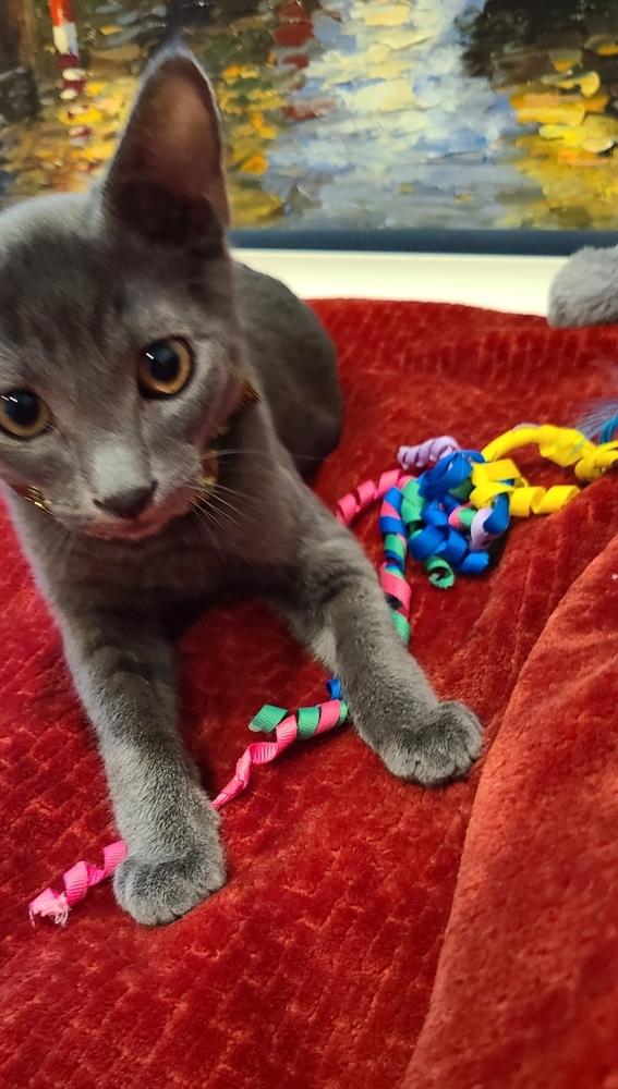 Enlarge Aladdin, a Adoptable mixed breed in Fremont, CA image 6/6