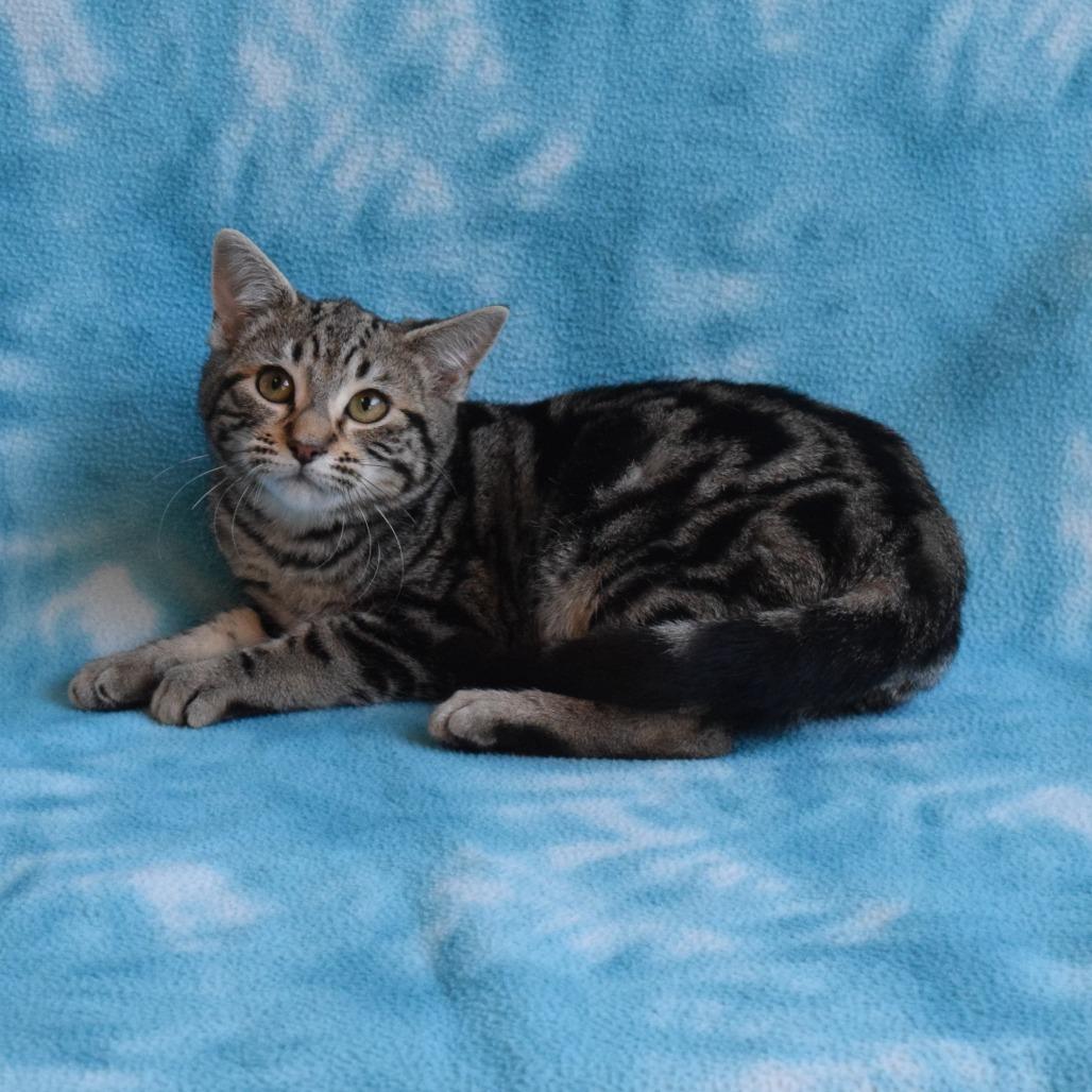 Cinnamon Roll, Adoptable, Kitten Female Domestic Short Hair.