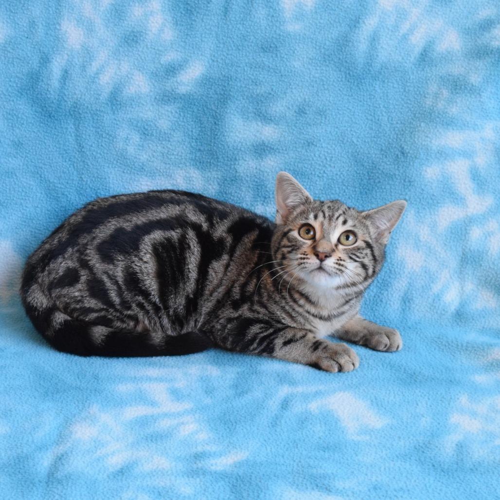 Cinnamon Roll, a Adoptable Domestic Short Hair in Eureka, CA image 2/4