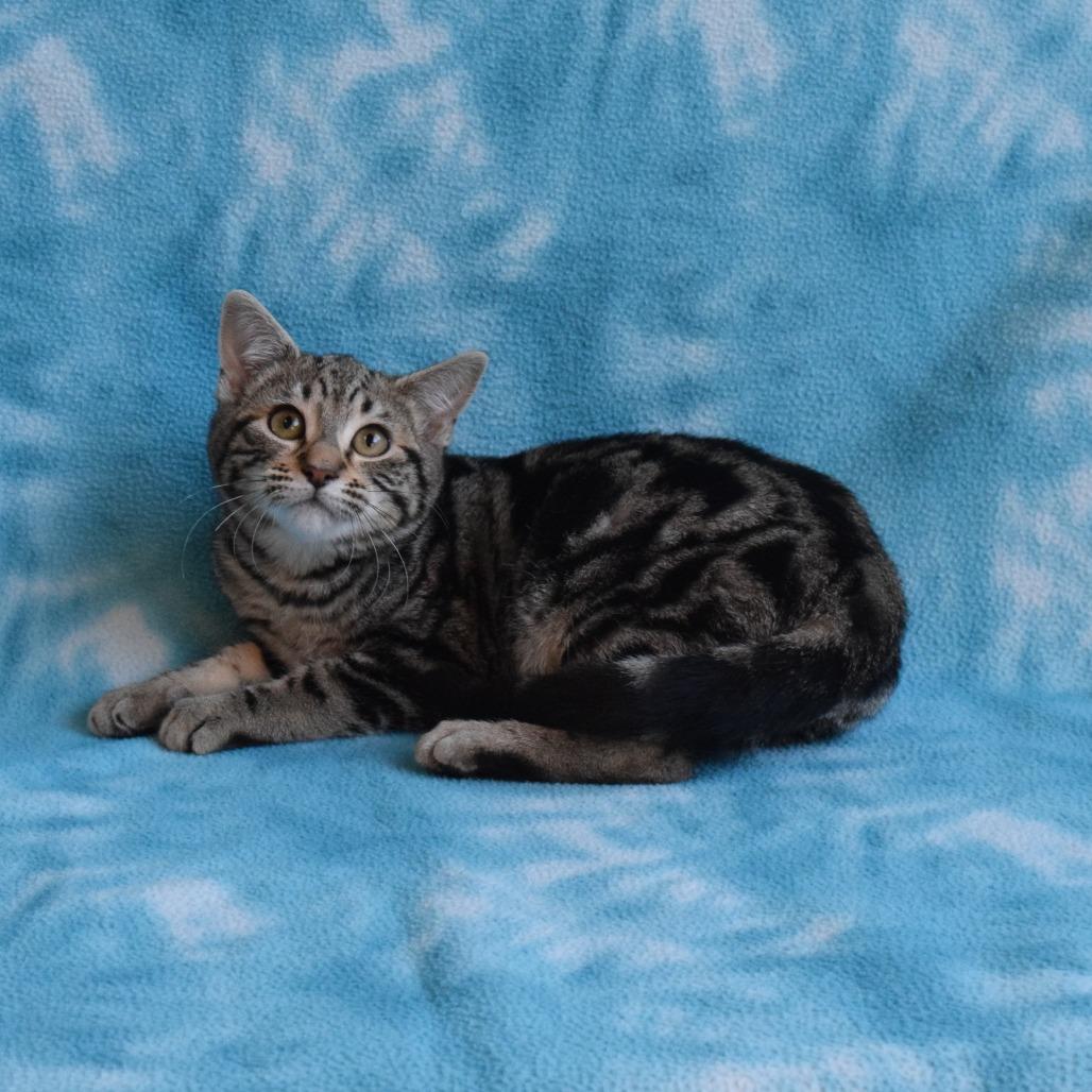 Cinnamon Roll, a Adoptable Domestic Short Hair in Eureka, CA image 3/4