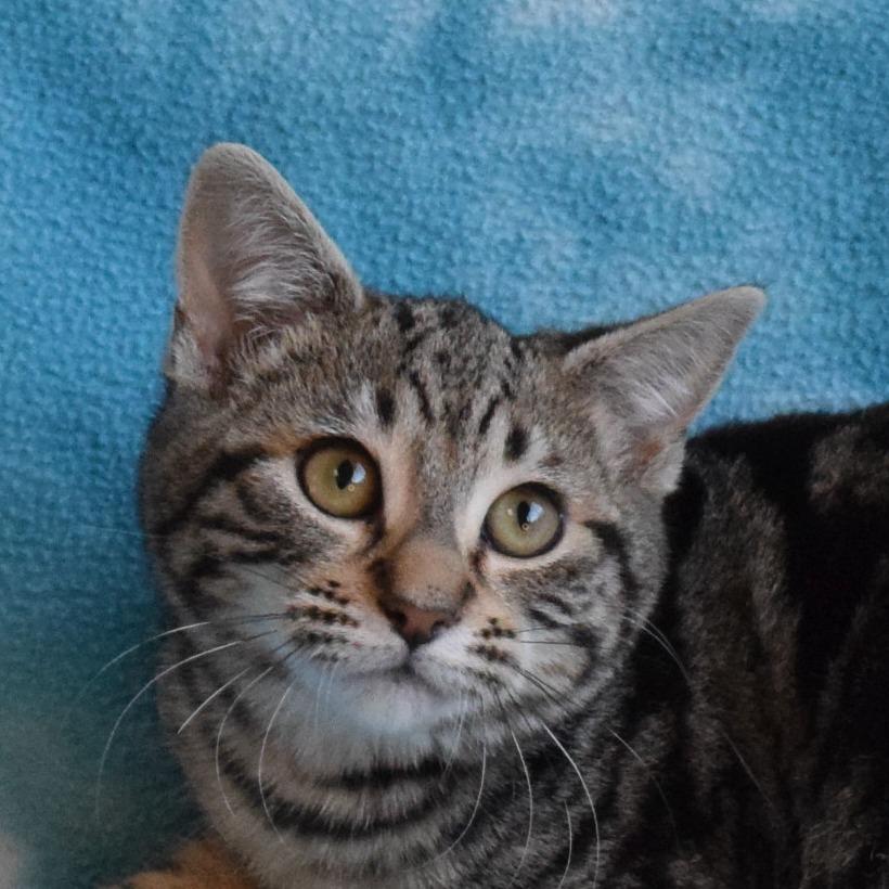 Cinnamon Roll, a Adoptable Domestic Short Hair in Eureka, CA image 4/4