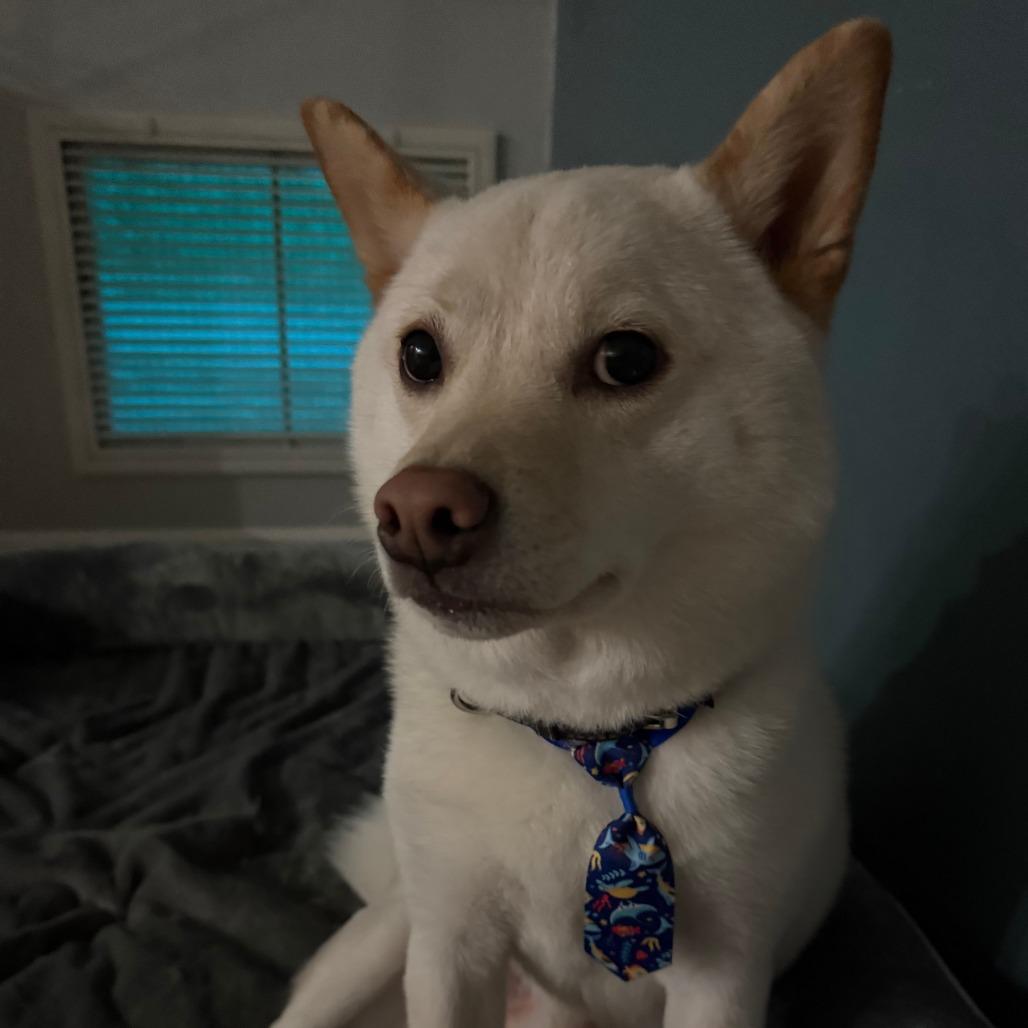 Twitch, Adoptable, Adult Male Shiba Inu.