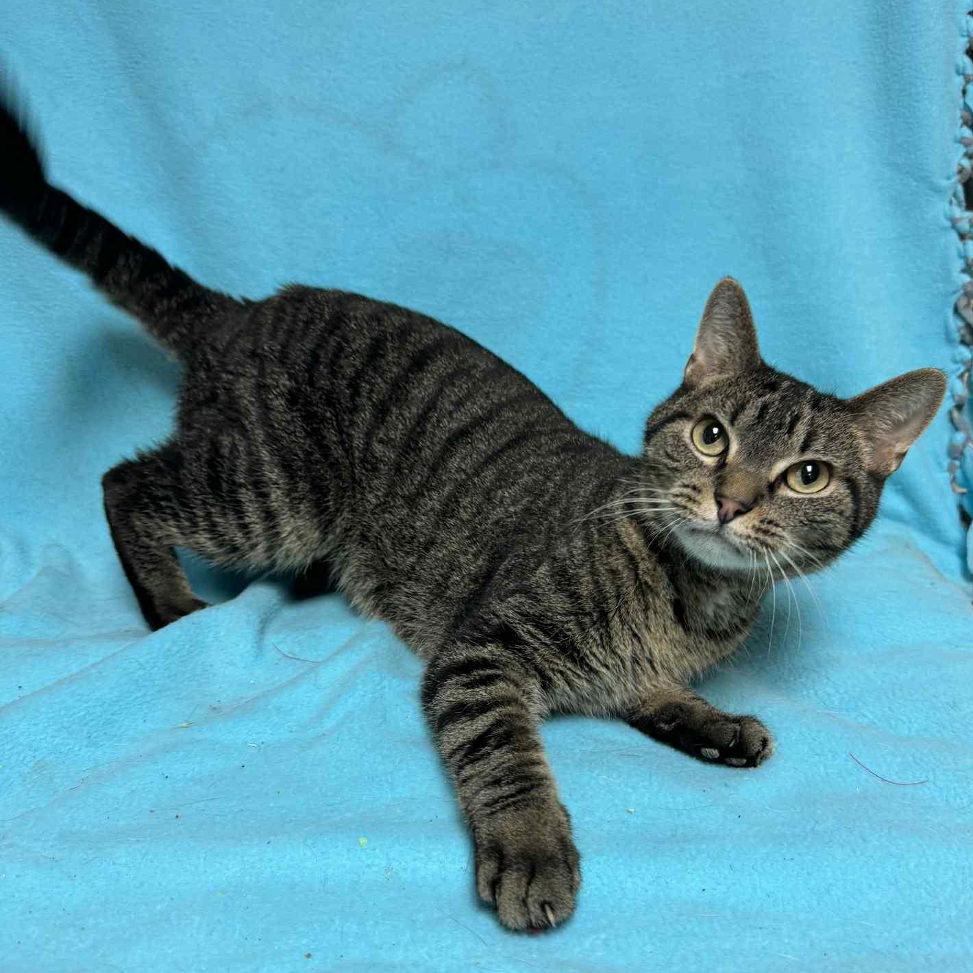 Enlarge Alf, an adoptable Domestic Short Hair in Waterloo, IA image 2/3