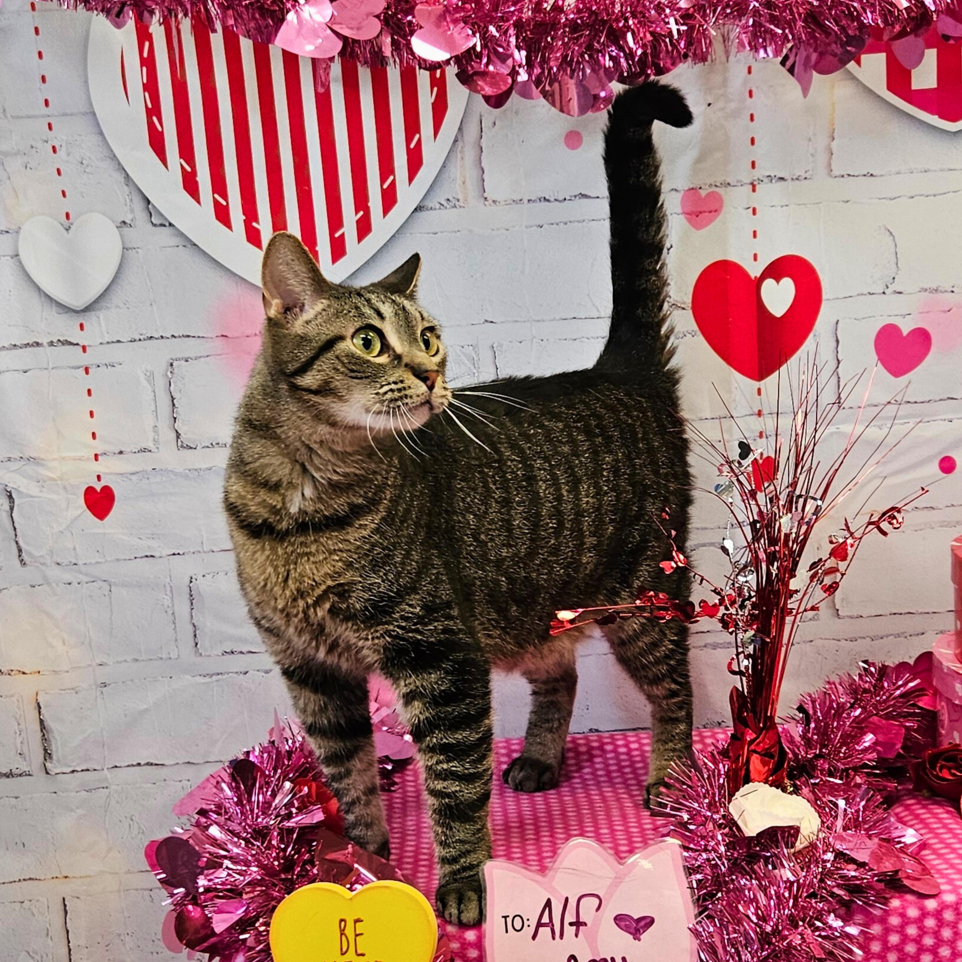 Enlarge Alf, an adoptable Domestic Short Hair in Waterloo, IA image 1/3