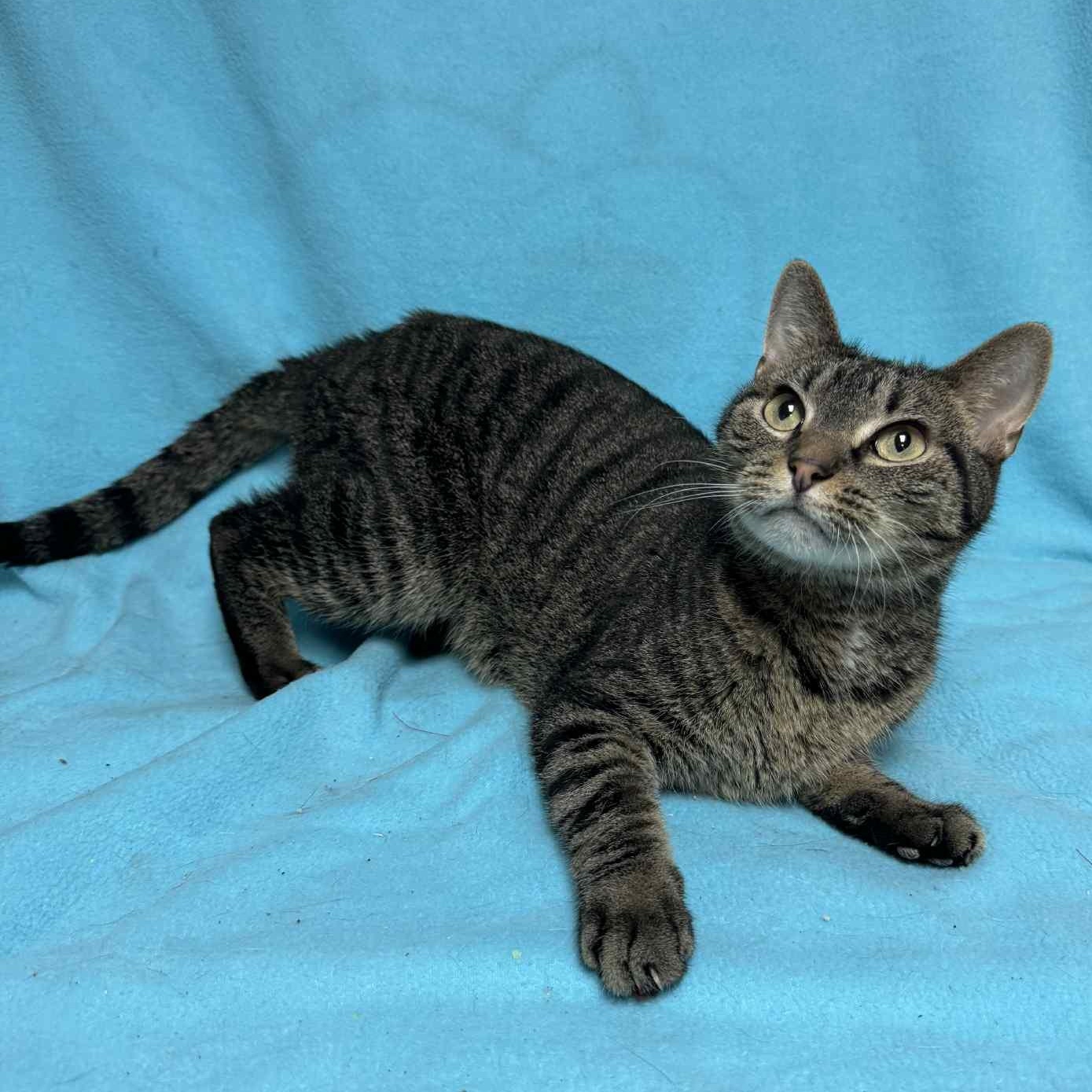Alf - barn cat, adoptable, Adult Male Domestic Short Hair.