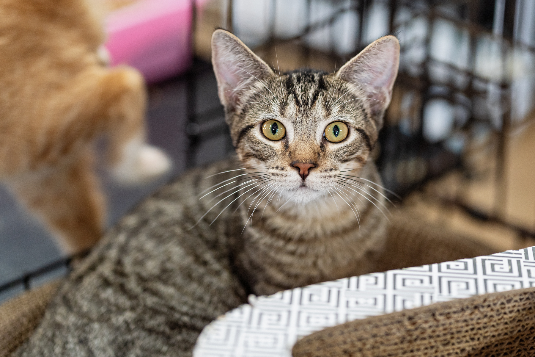 Enlarge Grayson, a Adoptable Domestic Short Hair in Marble Falls, TX image 3/3
