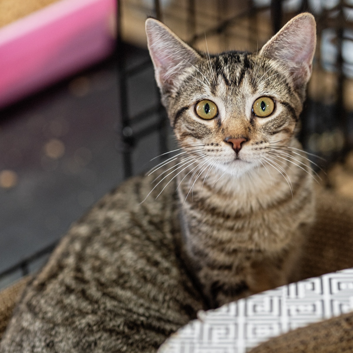 Enlarge Grayson, a Adoptable Domestic Short Hair in Marble Falls, TX image 1/3