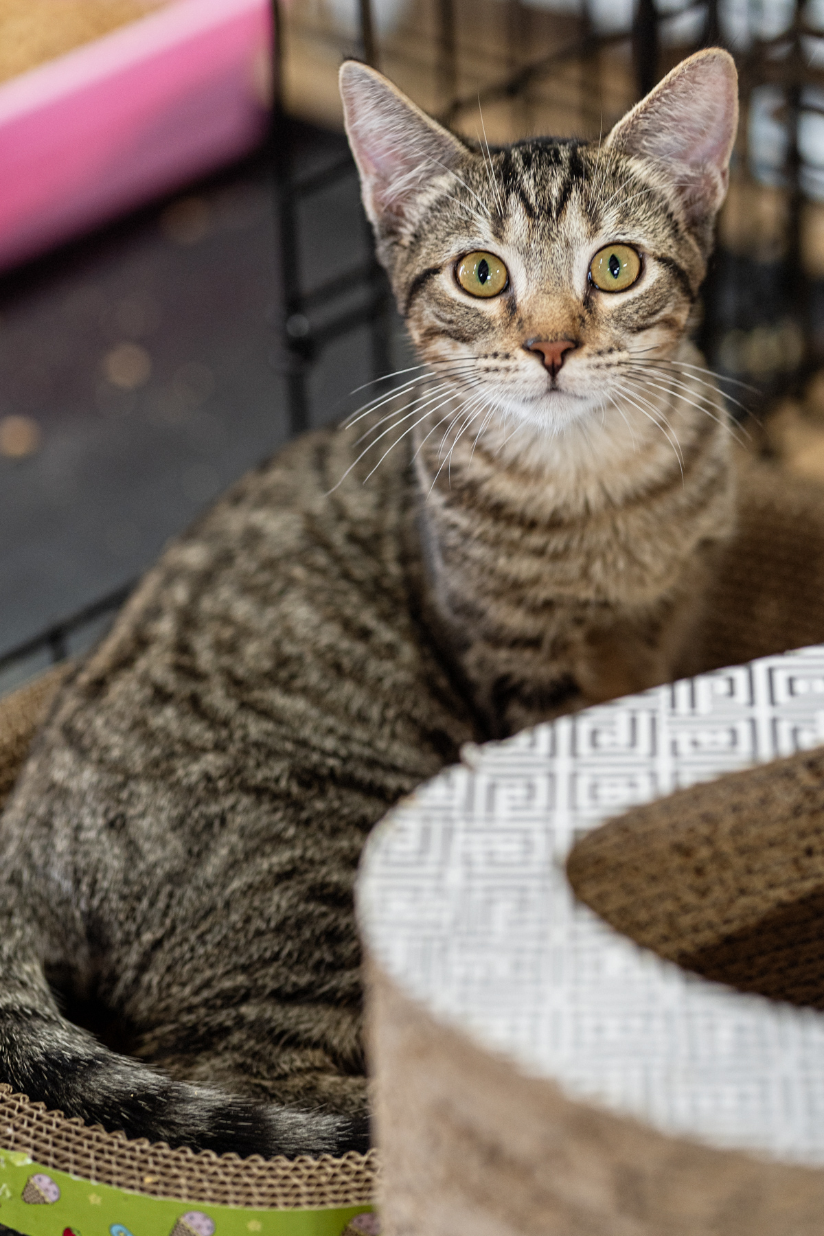 Cat for adoption - Grayson, a Domestic Short Hair in Marble