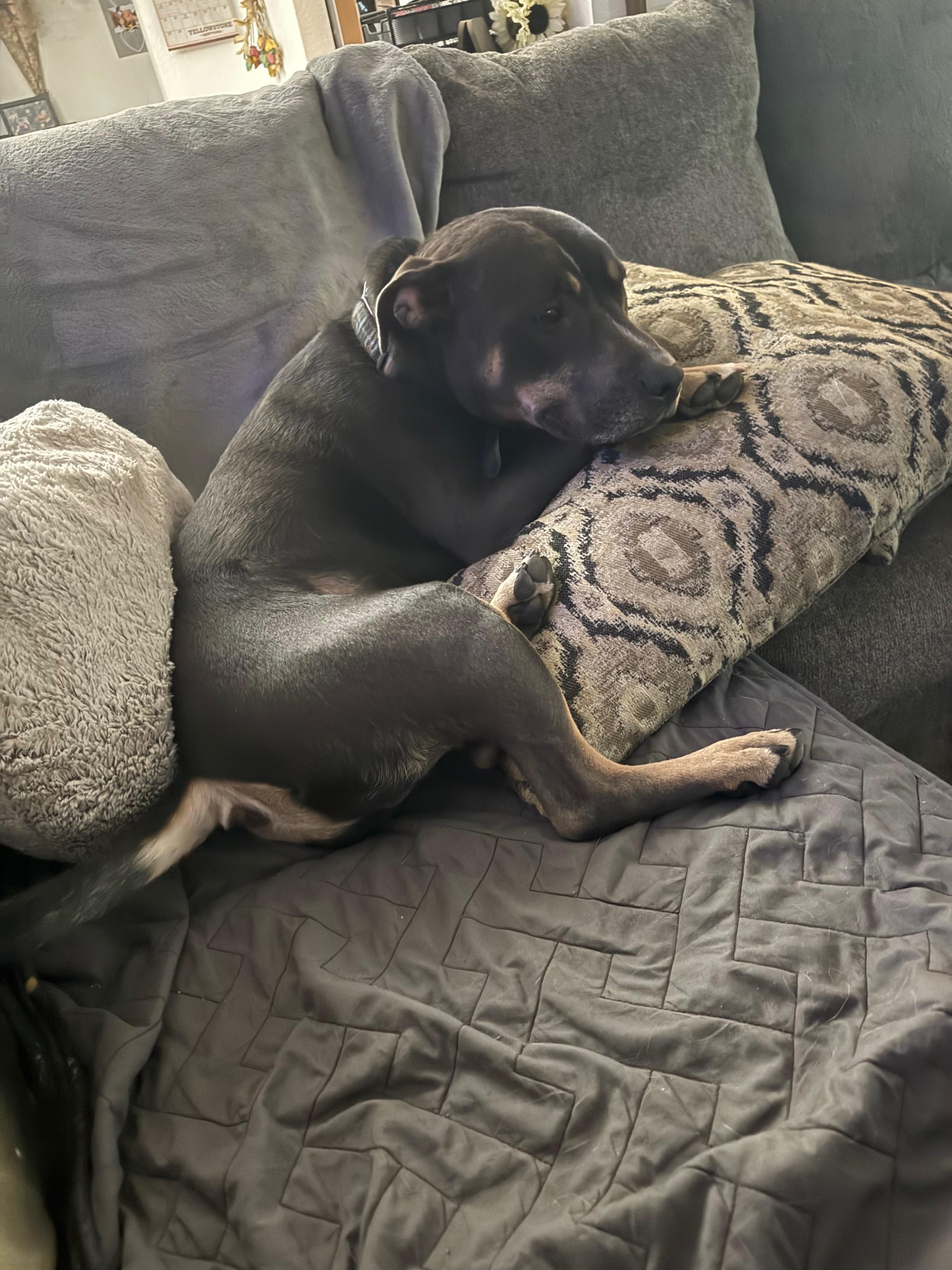 Enlarge Diesel , a ADOPTABLE Pit Bull Terrier in Phoenix, AZ image 4/4