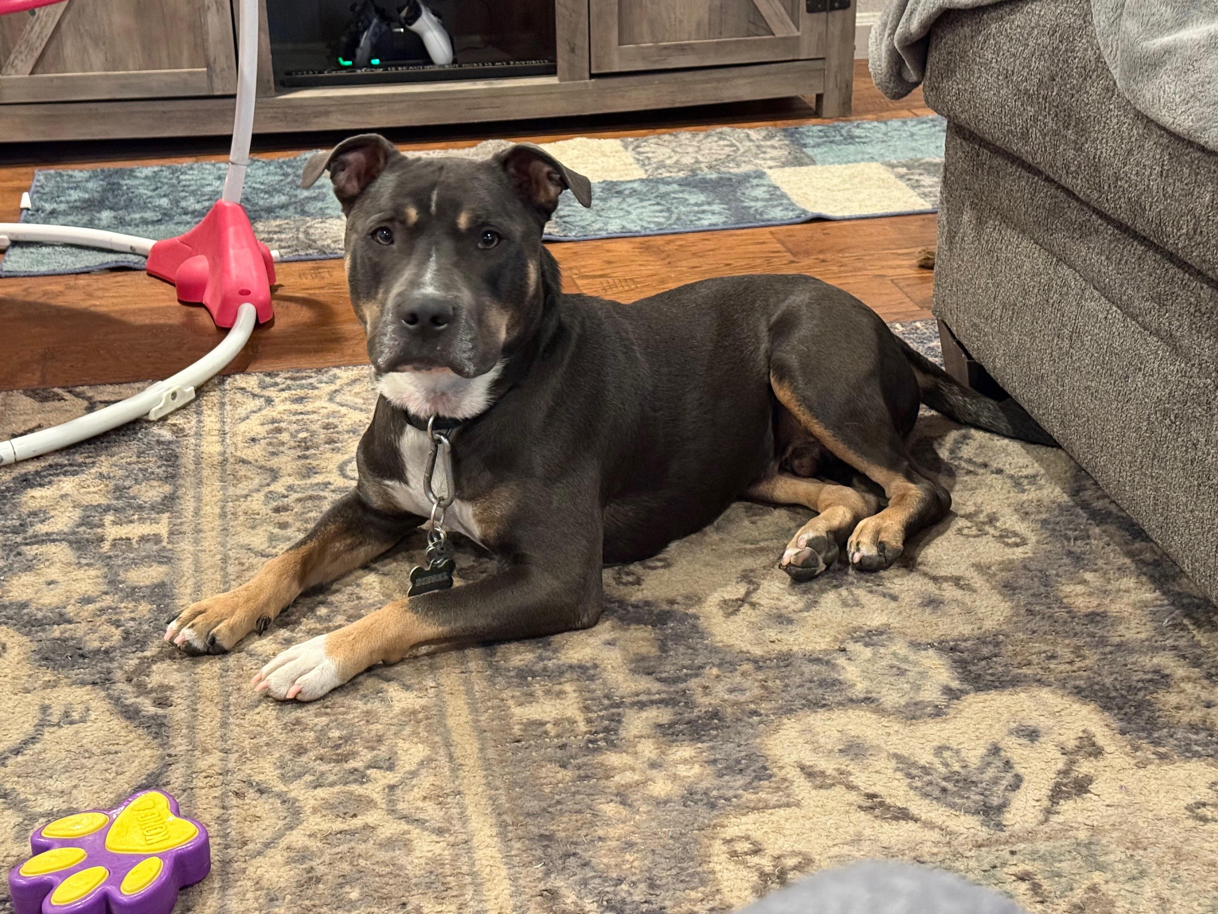 Enlarge Diesel , a ADOPTABLE Pit Bull Terrier in Phoenix, AZ image 1/4