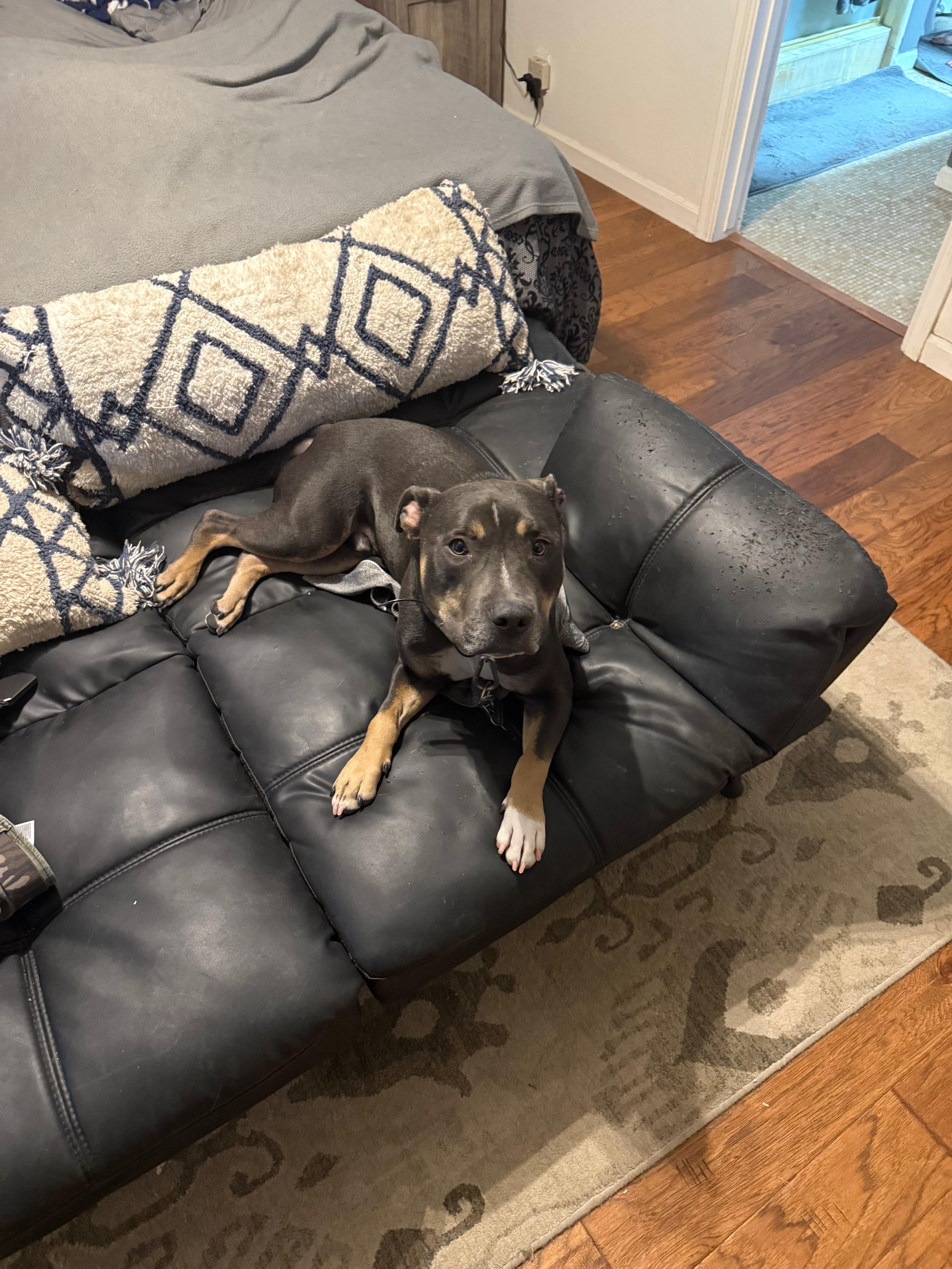 Enlarge Diesel , a ADOPTABLE Pit Bull Terrier in Phoenix, AZ image 3/4