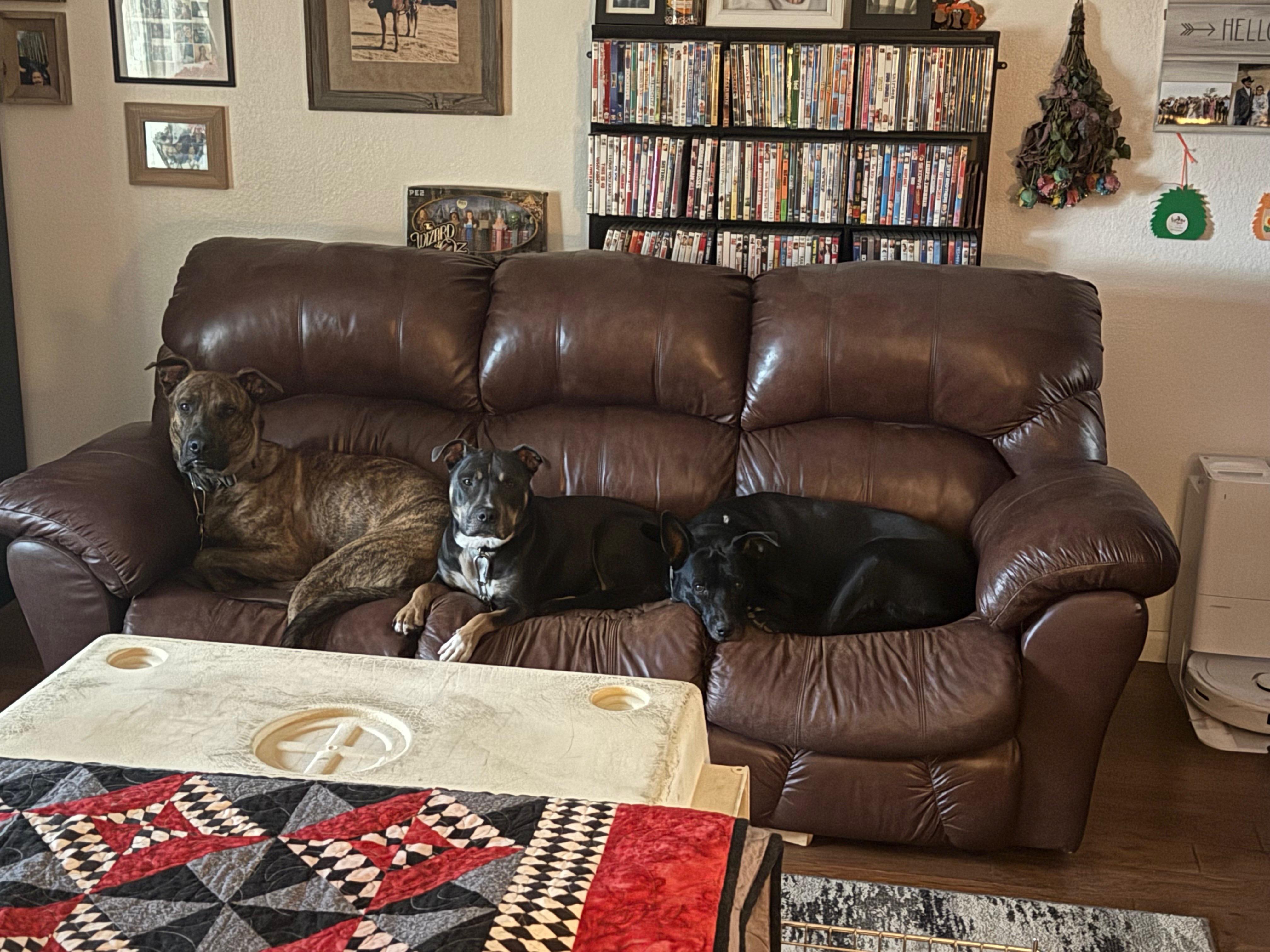 Enlarge Diesel , a ADOPTABLE Pit Bull Terrier in Phoenix, AZ image 2/4