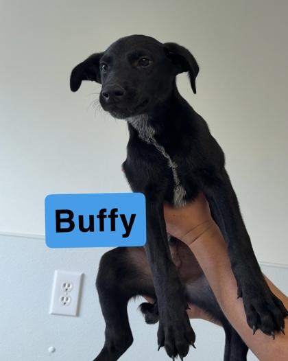 Buffy, Adoptable, Adult Male Cattle Dog & Mixed Breed.