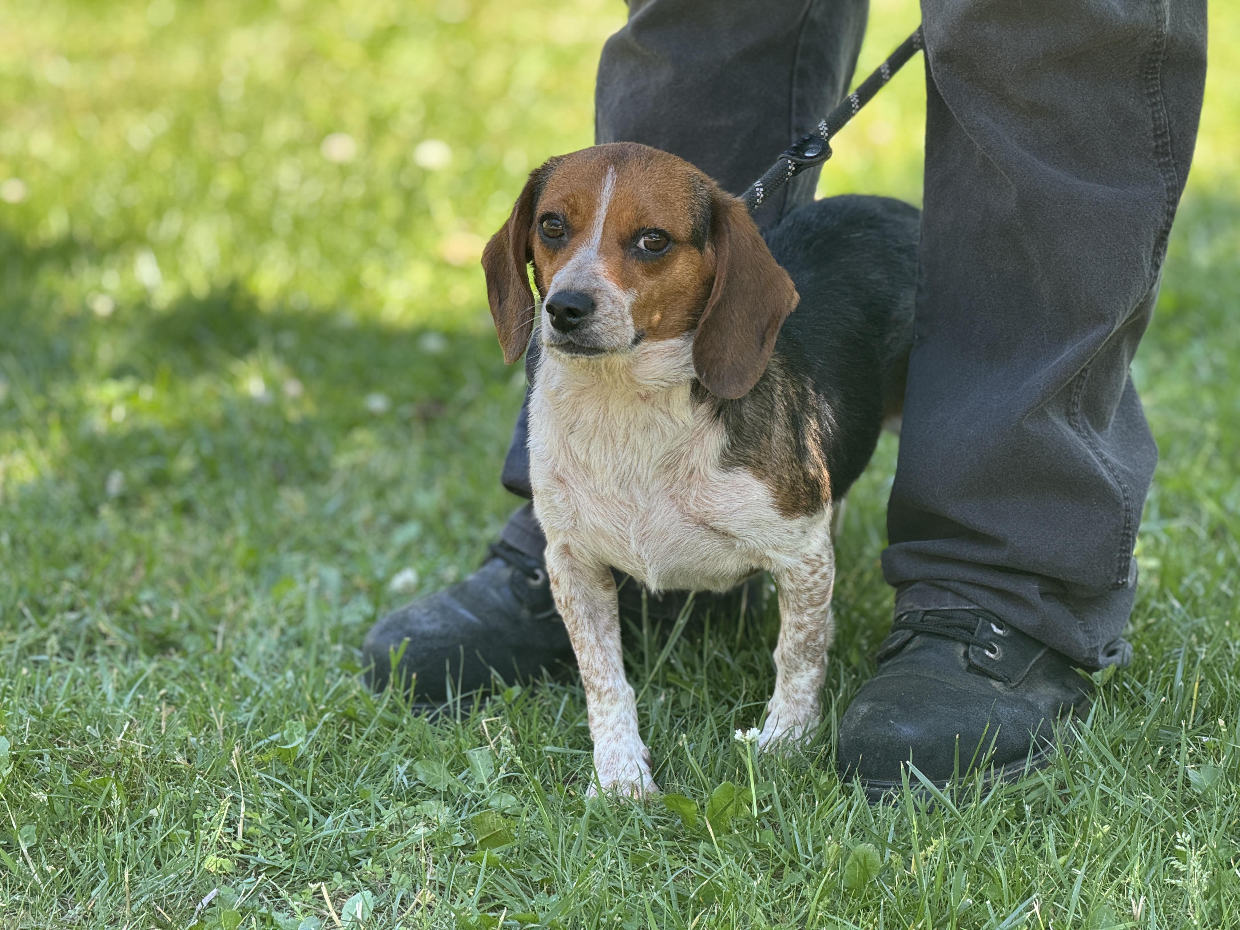 Enlarge Peach, a ADOPTABLE Beagle in Richmond, VA image 4/6
