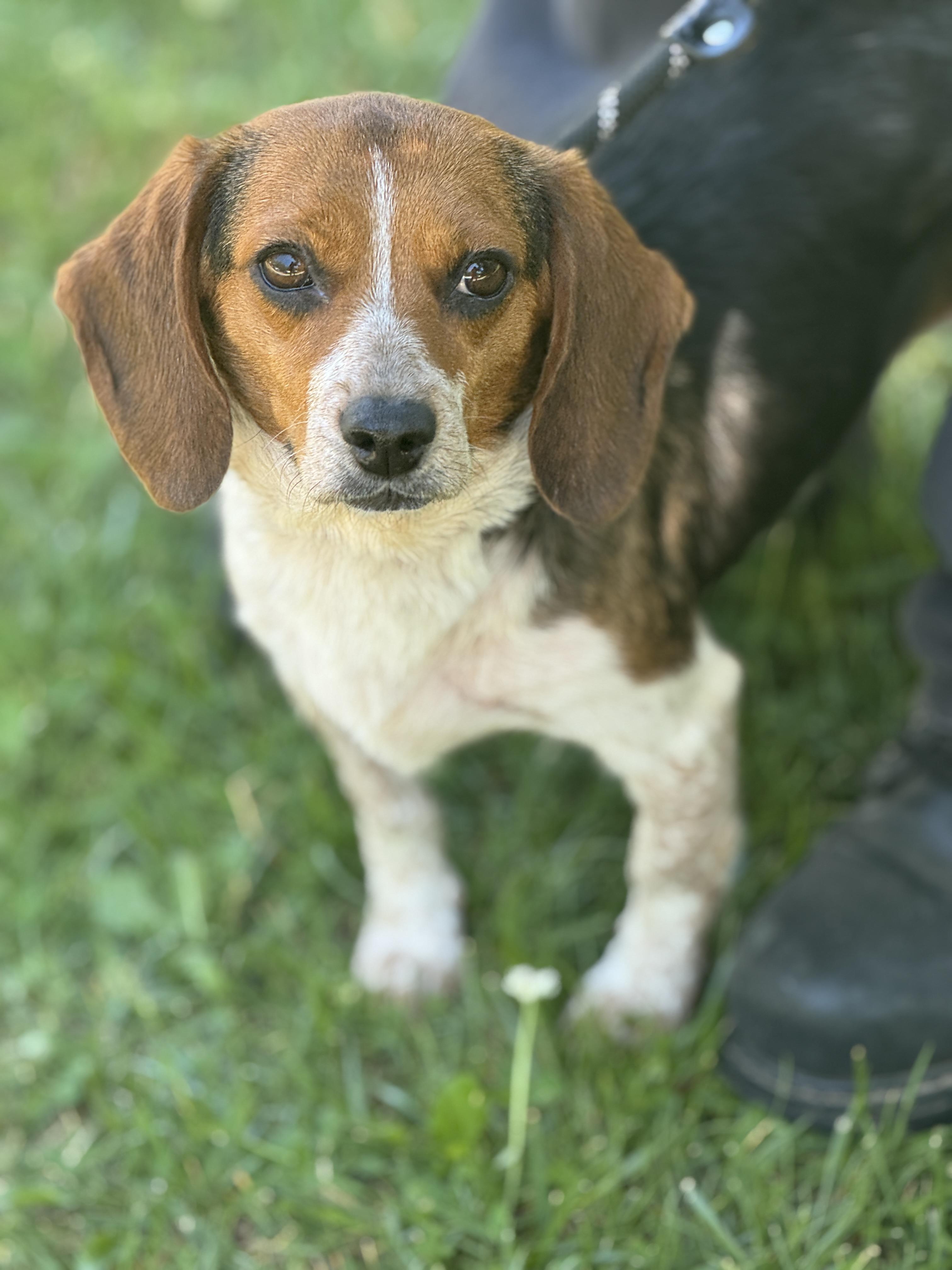 Enlarge Peach, a ADOPTABLE Beagle in Richmond, VA image 6/6