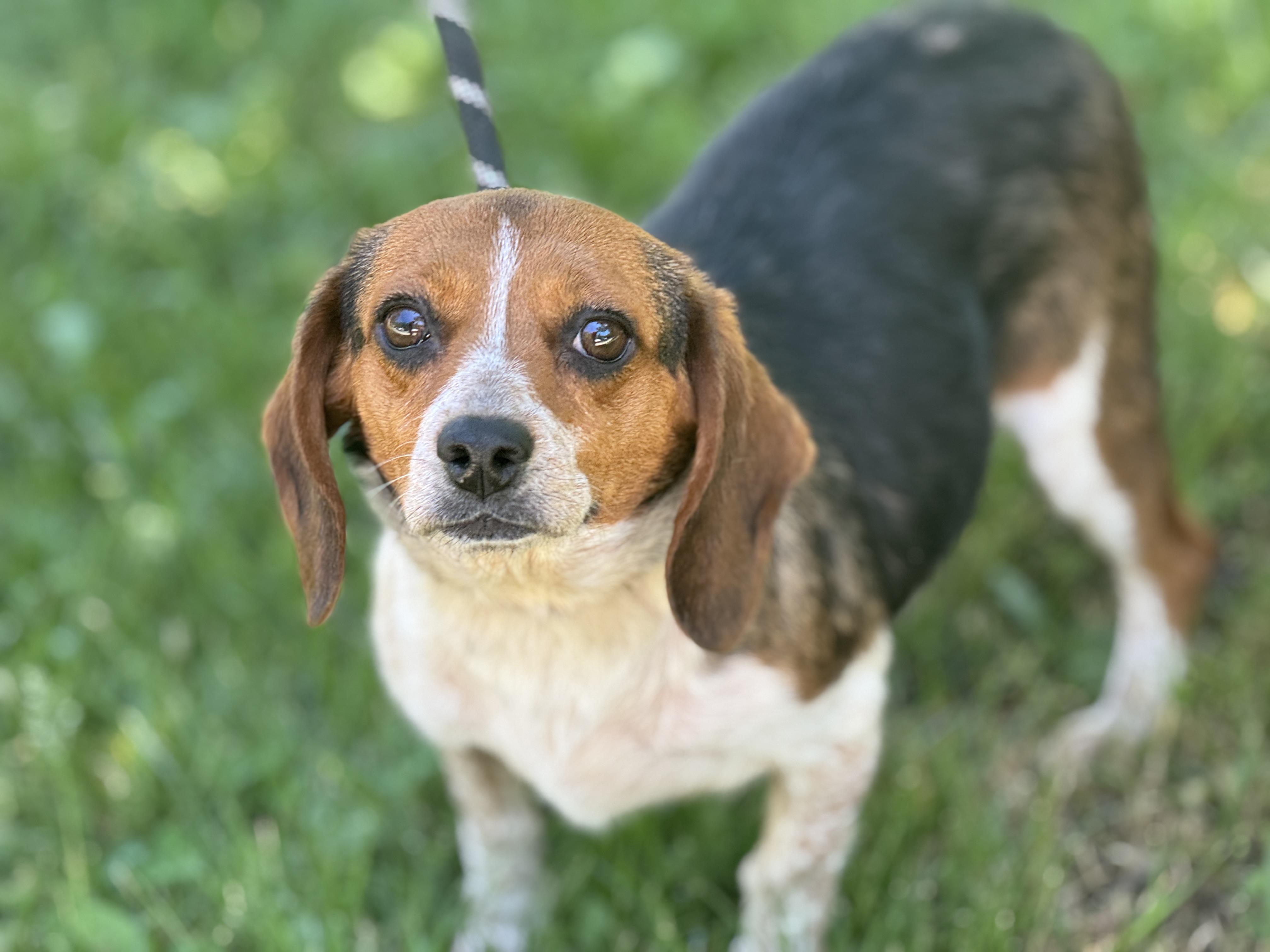 Enlarge Peach, a ADOPTABLE Beagle in Richmond, VA image 2/6