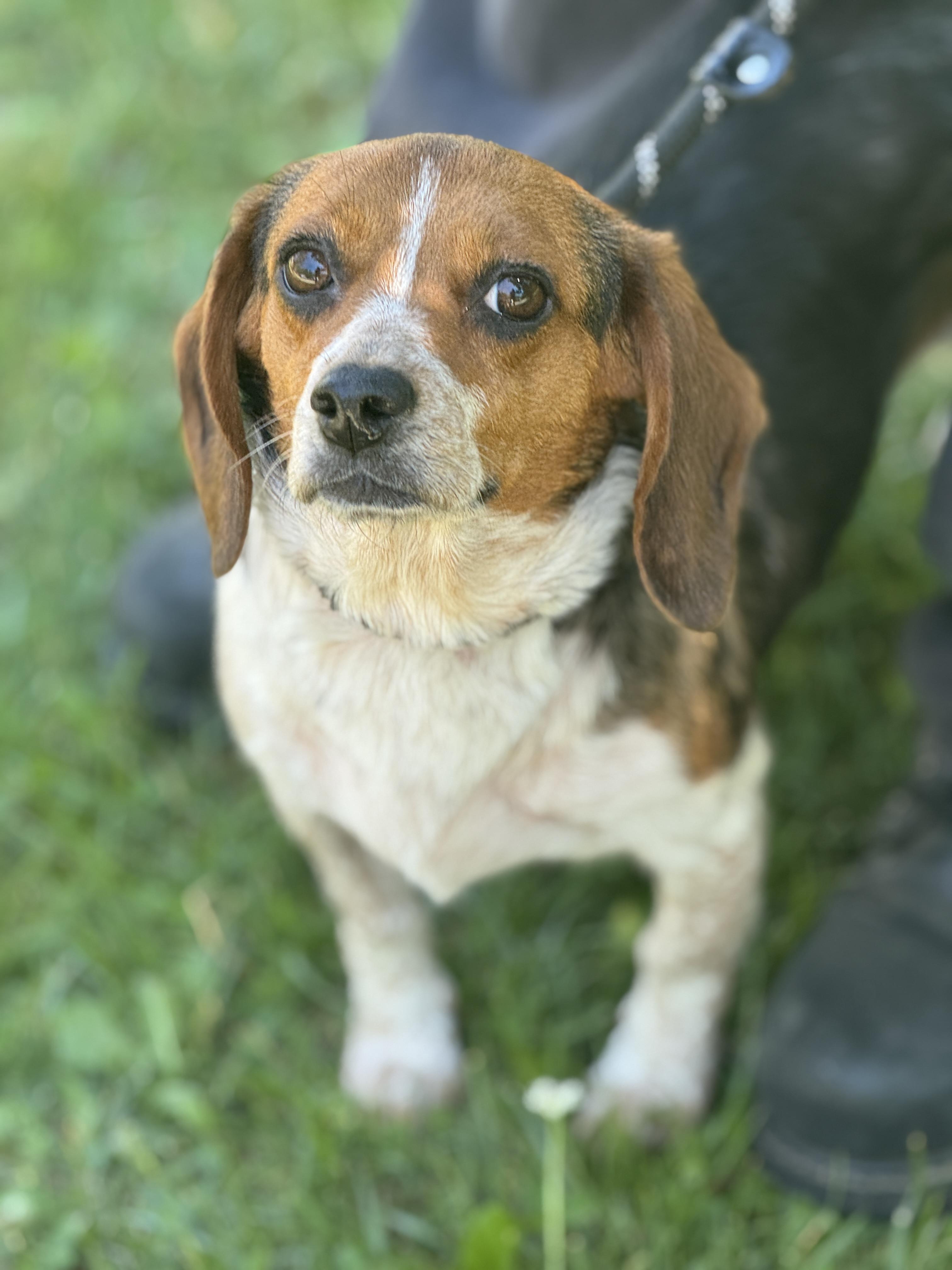 Enlarge Peach, a ADOPTABLE Beagle in Richmond, VA image 5/6