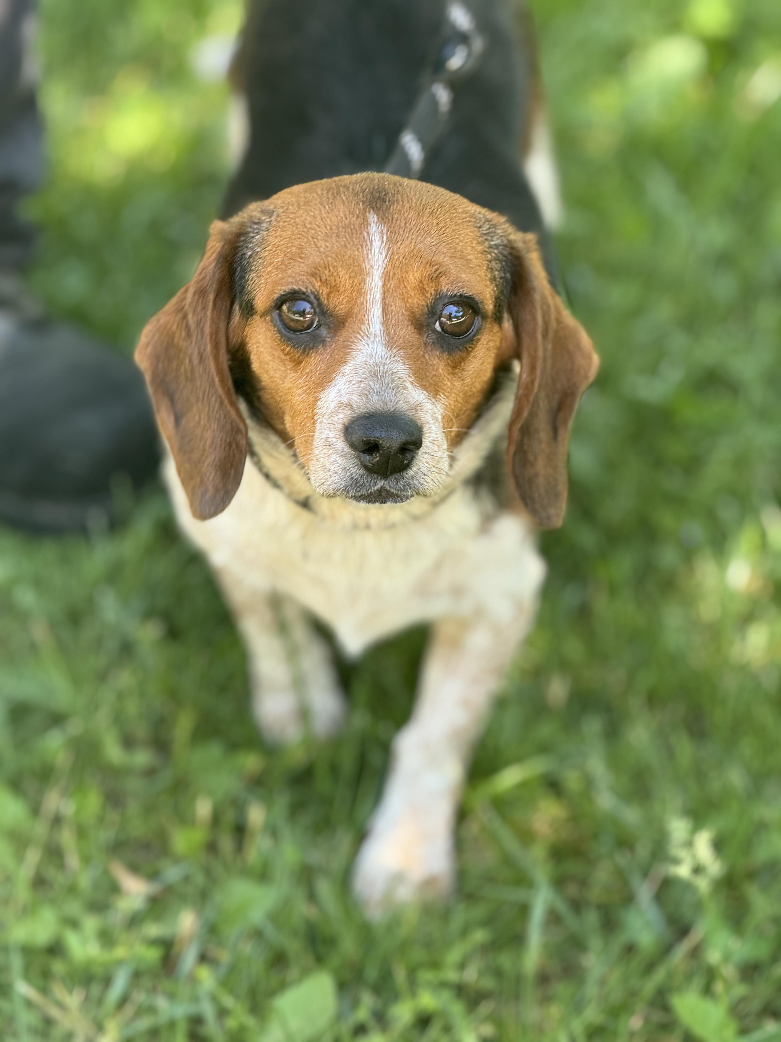 Peach, ADOPTABLE, Adult Female Beagle.