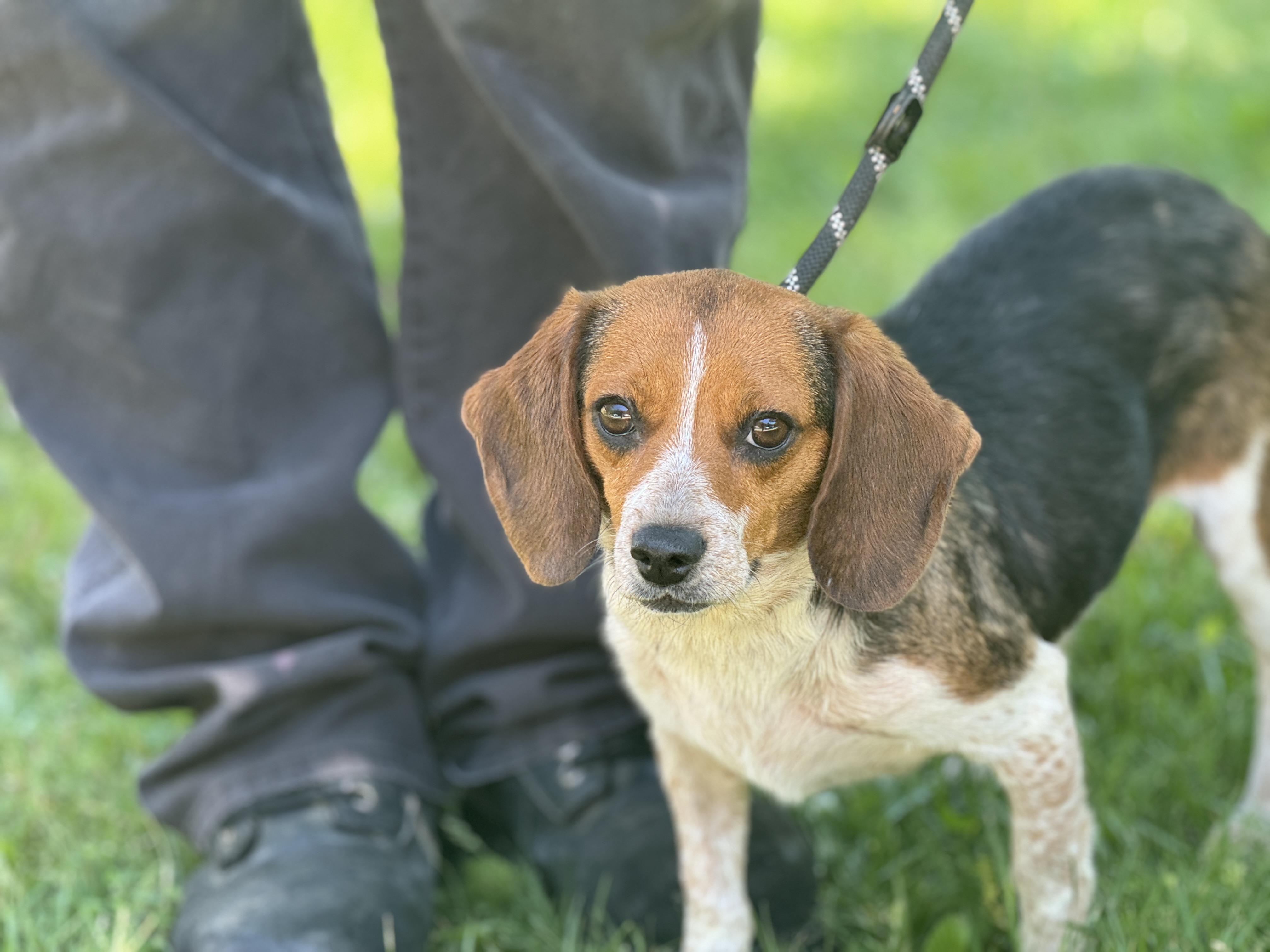 Enlarge Peach, a ADOPTABLE Beagle in Richmond, VA image 3/6