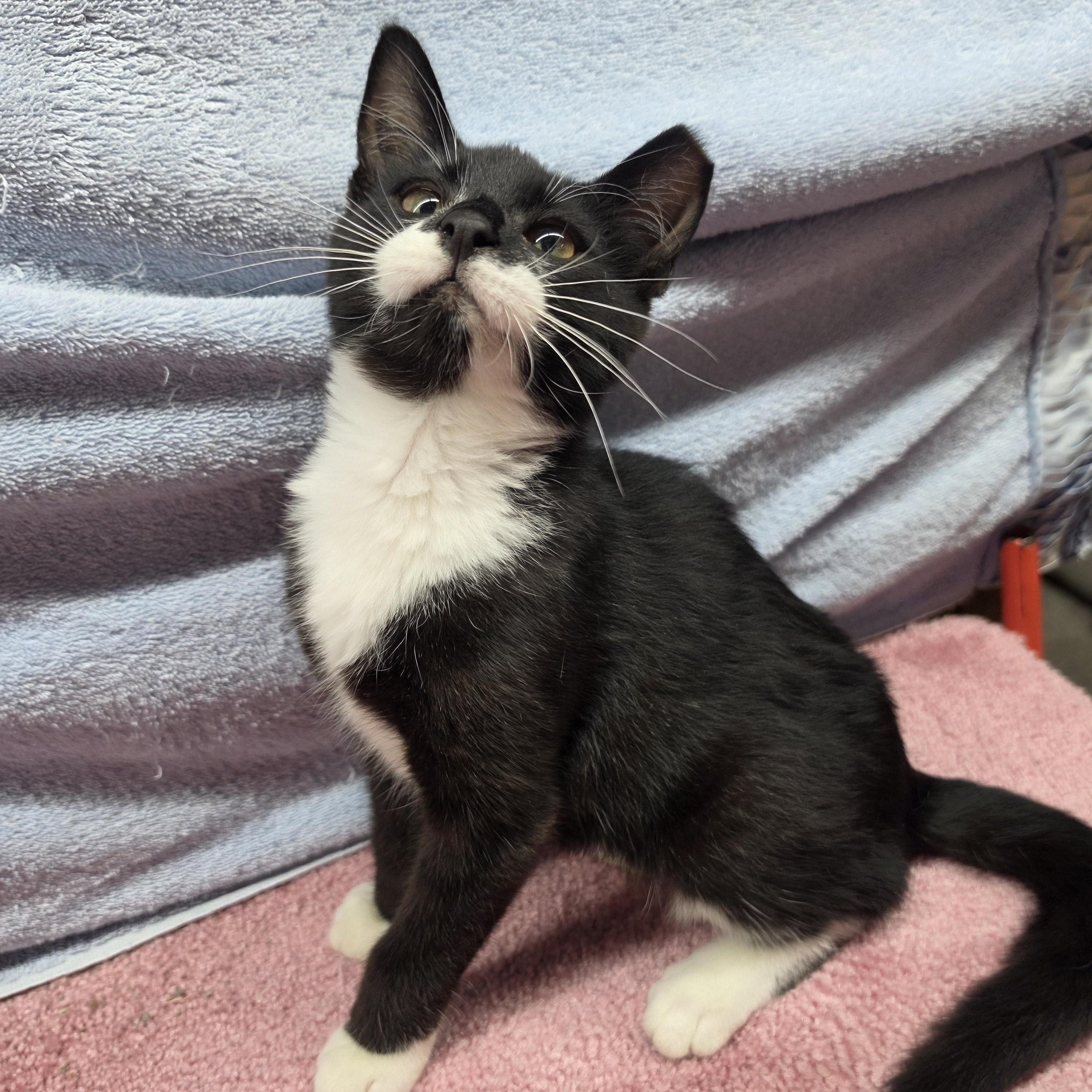 Enlarge Simone, a Adoptable Domestic Short Hair in Avon, OH image 3/4