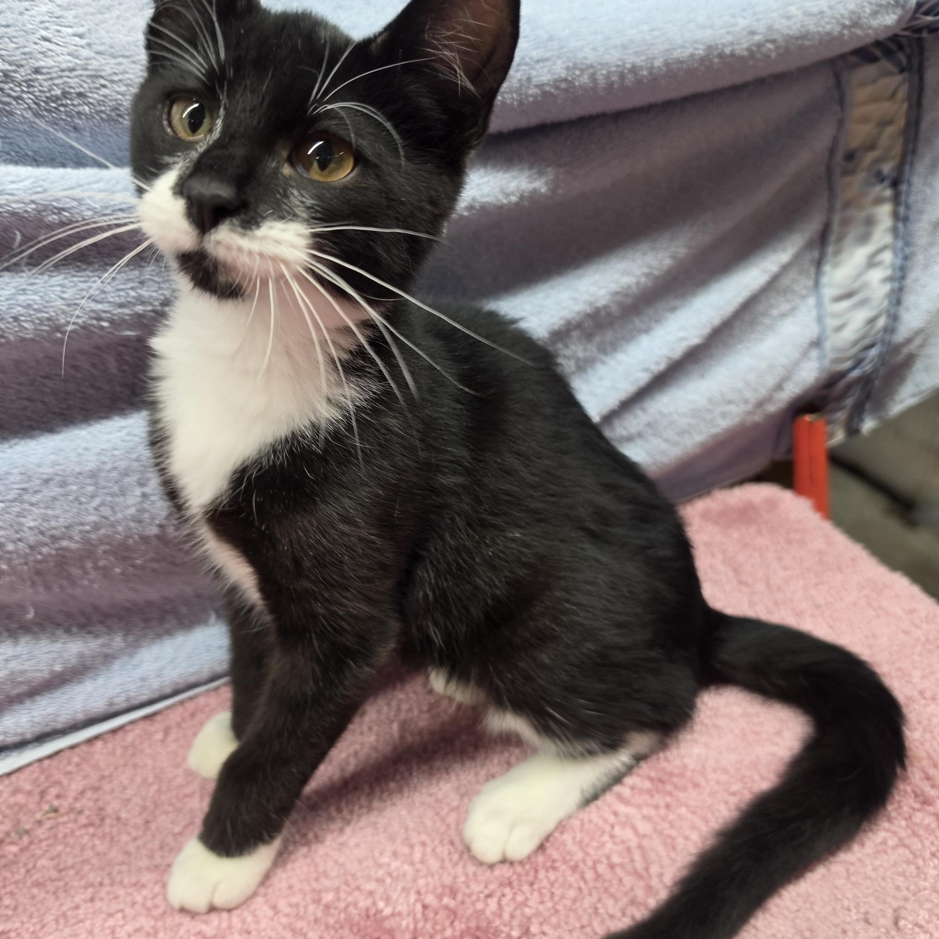 Enlarge Simone, a Adoptable Domestic Short Hair in Avon, OH image 4/4