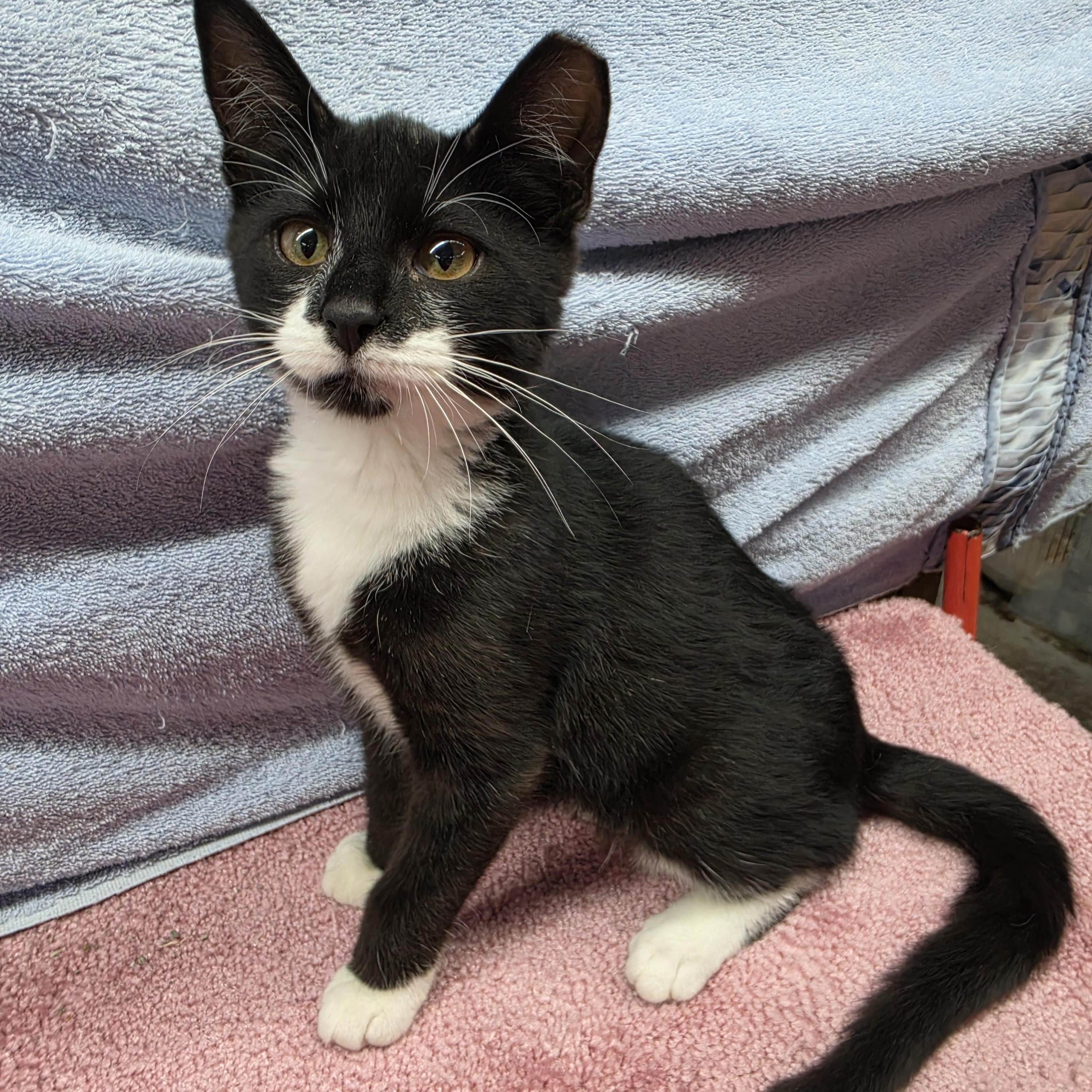 Enlarge Simone, a Adoptable Domestic Short Hair in Avon, OH image 1/4