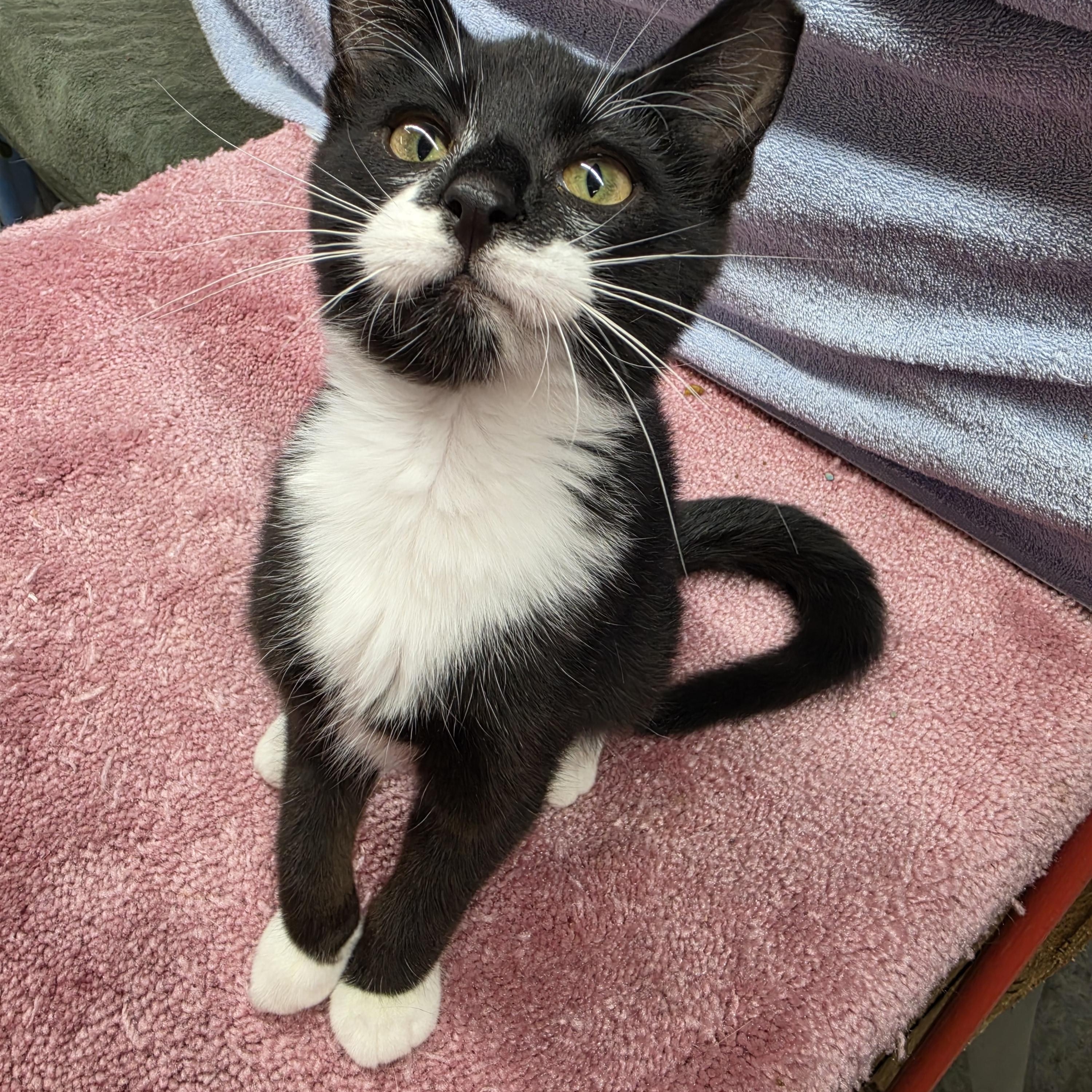 Enlarge Simone, a Adoptable Domestic Short Hair in Avon, OH image 2/4