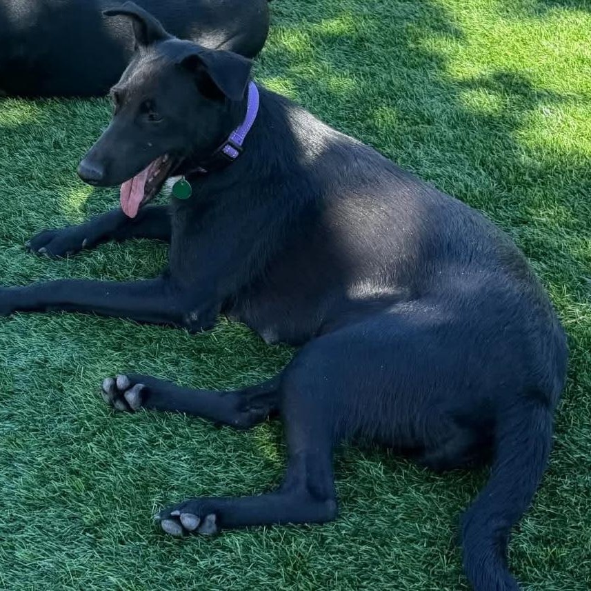 Enlarge Jewel, a Adoptable Mixed Breed in Chino valley, AZ image 2/3