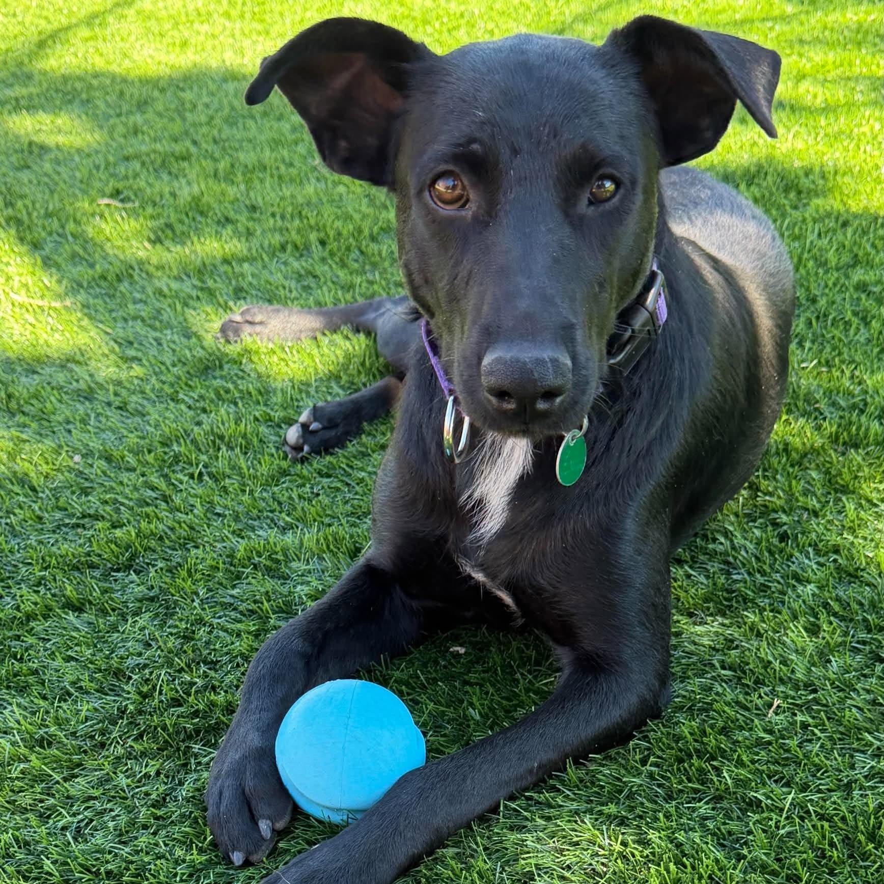 Jewel, Adoptable, Young Female Mixed Breed.