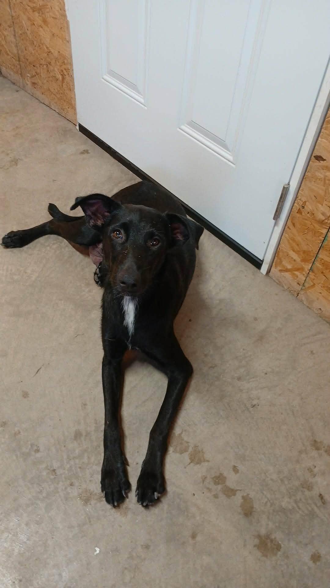 Jewel, Adoptable, Young Female Mixed Breed.