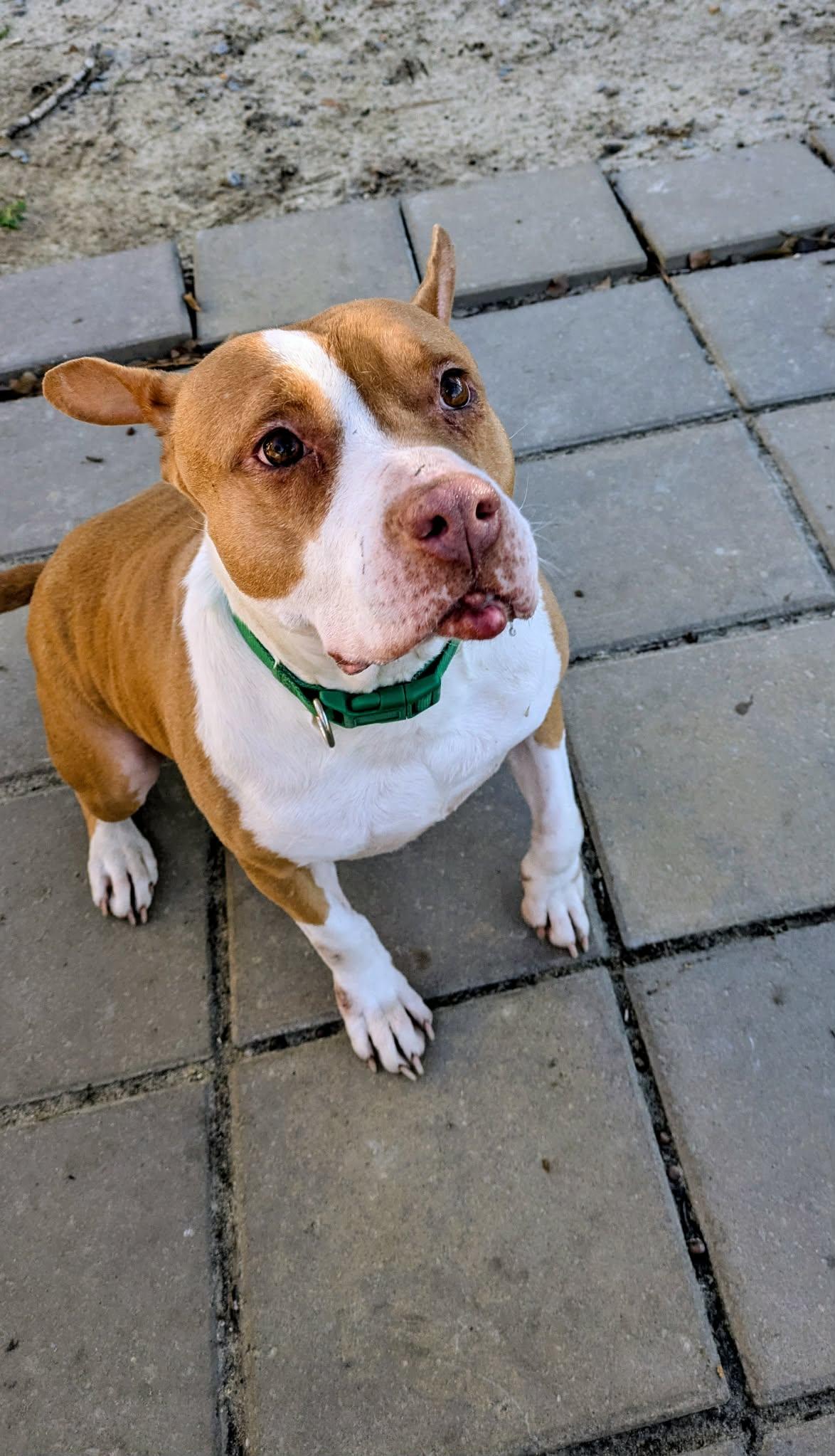 Enlarge Izzy, a ADOPTABLE Mixed Breed in Sunset Bch, NC image 3/3