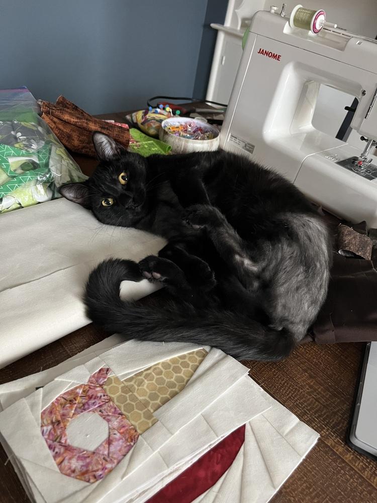 Bastet aka Cinco Mello