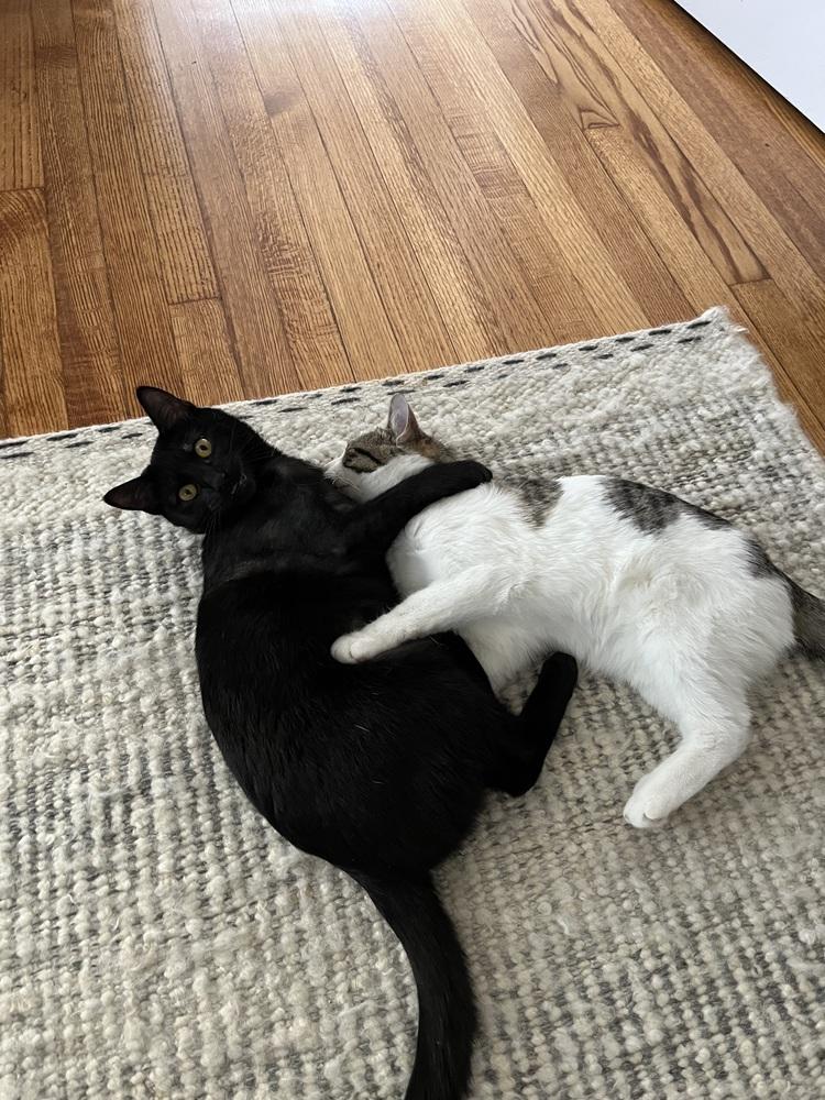 Bastet aka Cinco Mello — thumbnail 2