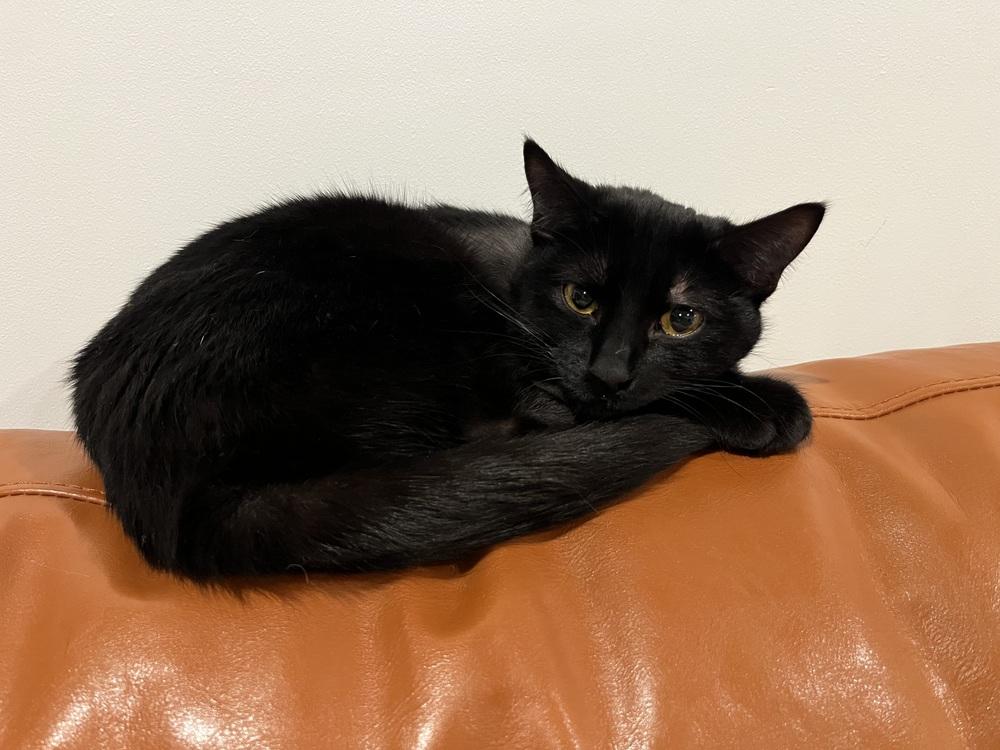 Bastet aka Cinco Mello — thumbnail 3