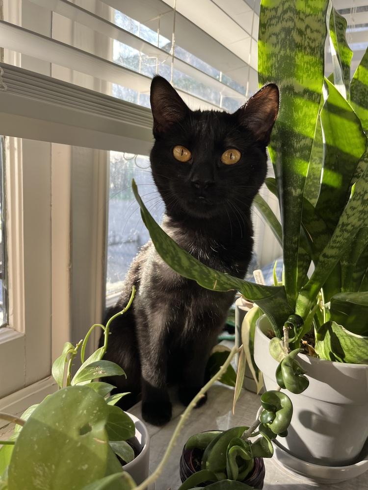 Bastet aka Cinco Mello — thumbnail 4