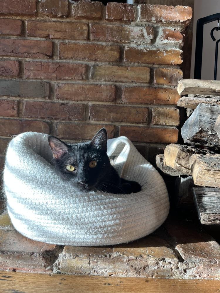 Bastet aka Cinco Mello — thumbnail 5