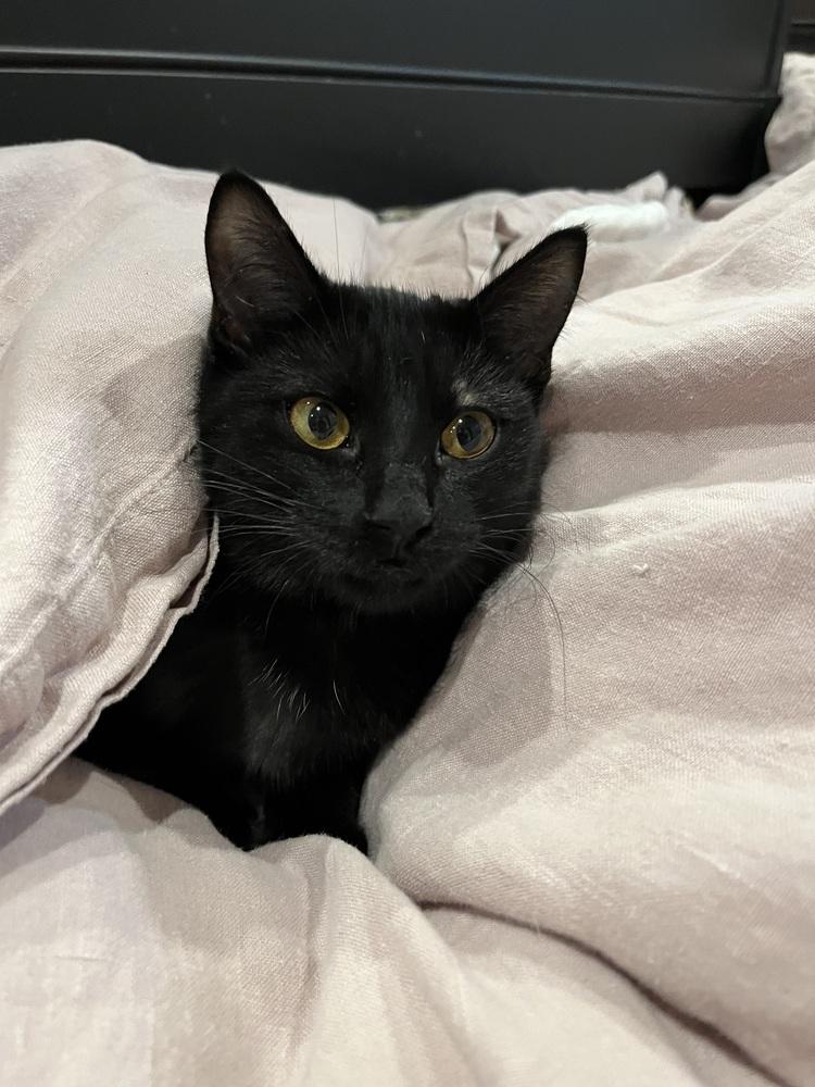 Bastet aka Cinco Mello — thumbnail 6