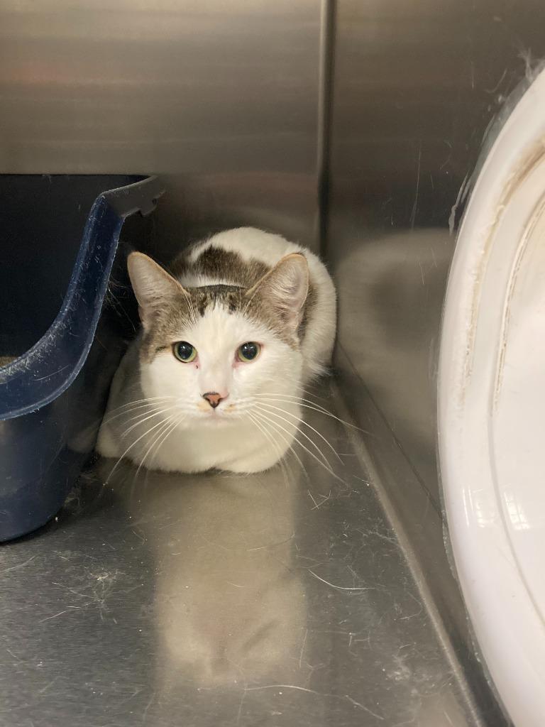 Little Man, Adoptable, Young Male Domestic Medium Hair.