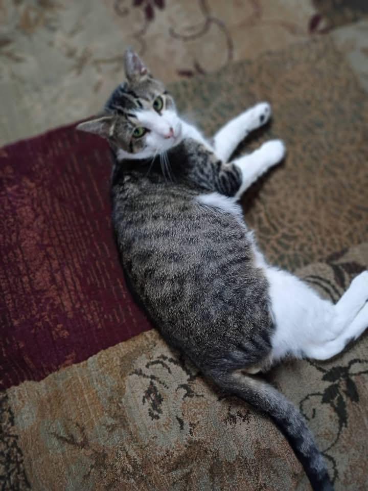 Sam, a ADOPTABLE mixed breed in Saginaw, MI image 1/3