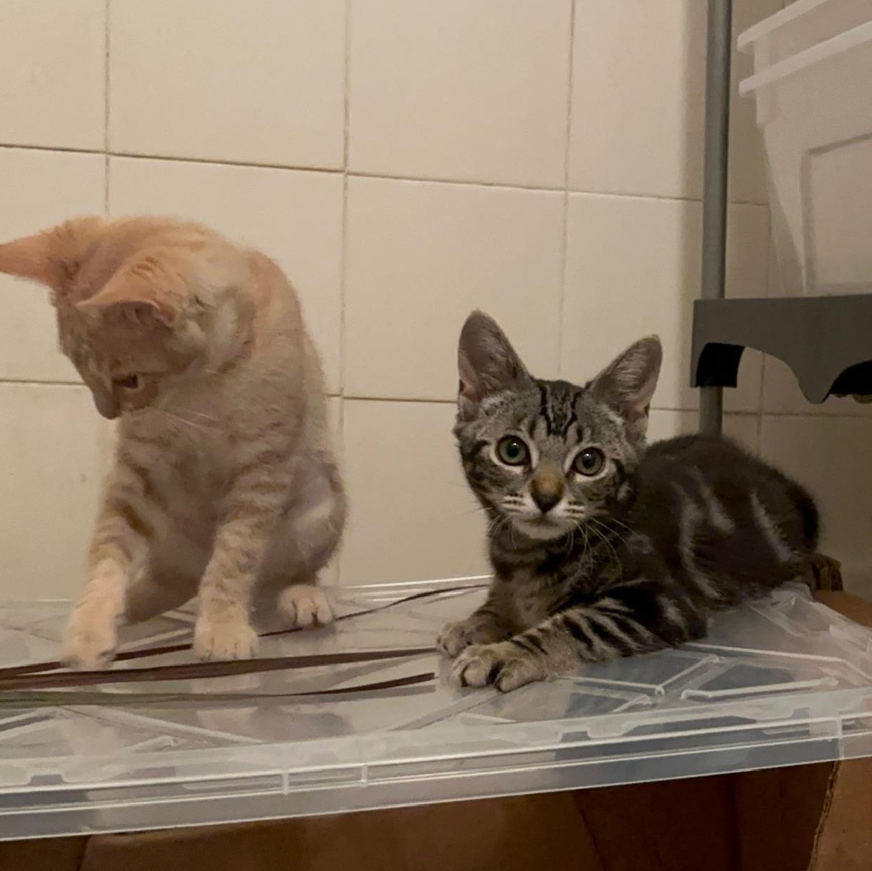 Terriyaki, an adopted Domestic Short Hair in Santa Ana, CA image 3/5