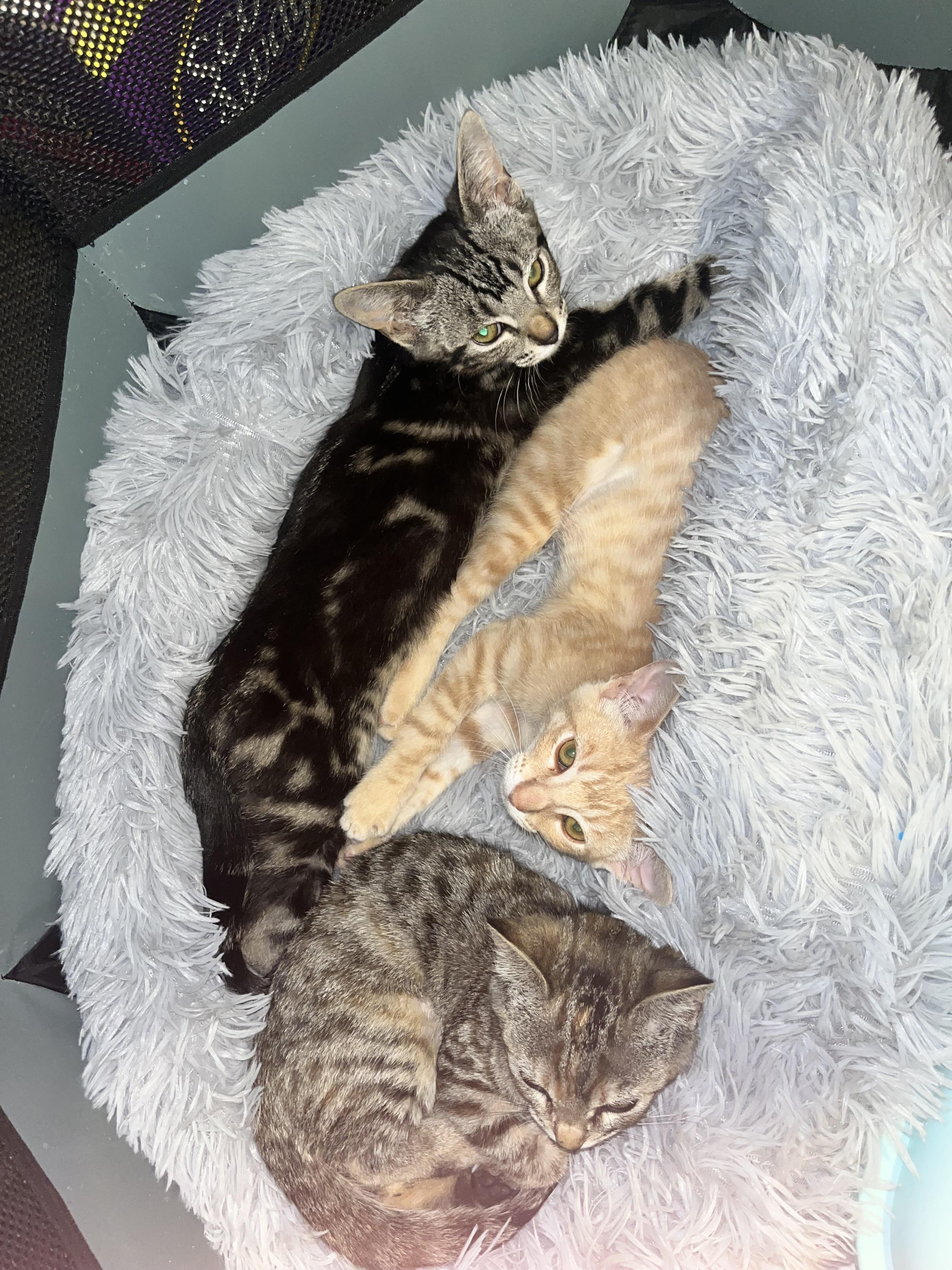 Terriyaki, an adopted Domestic Short Hair in Santa Ana, CA image 4/5