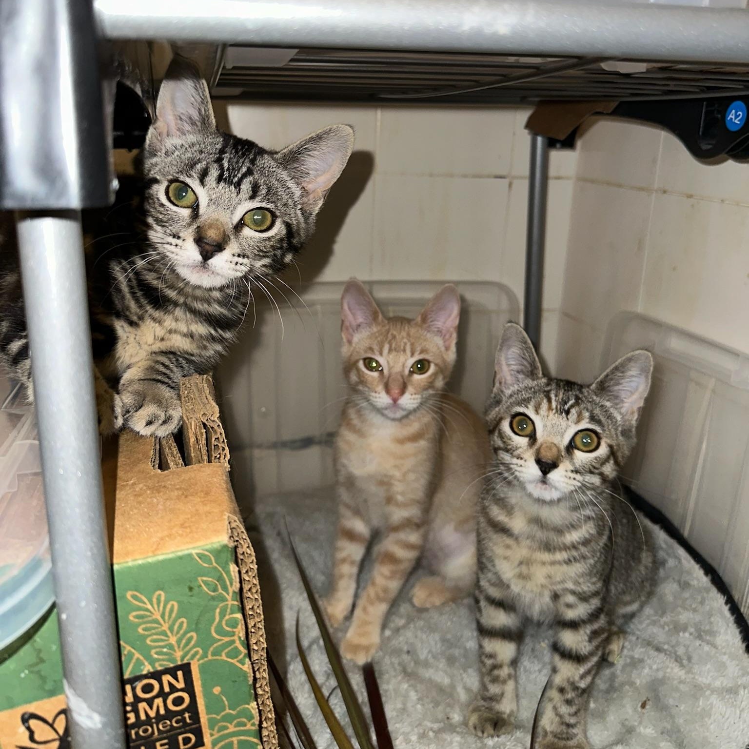 Terriyaki, an adopted Domestic Short Hair in Santa Ana, CA image 5/5