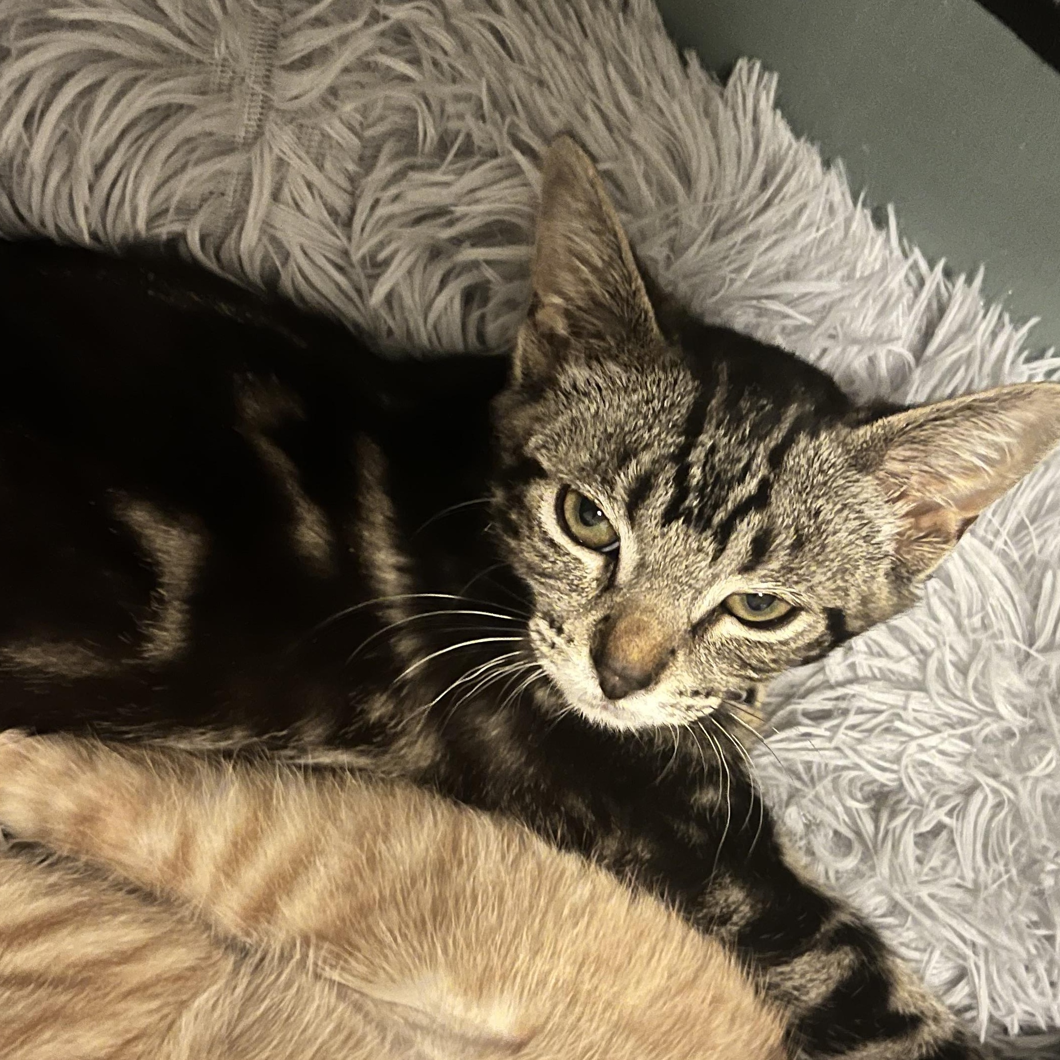 Terriyaki, an adopted Domestic Short Hair in Santa Ana, CA image 2/5