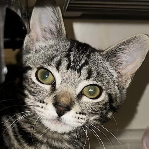 Terriyaki, an adopted Domestic Short Hair in Santa Ana, CA image 1/5