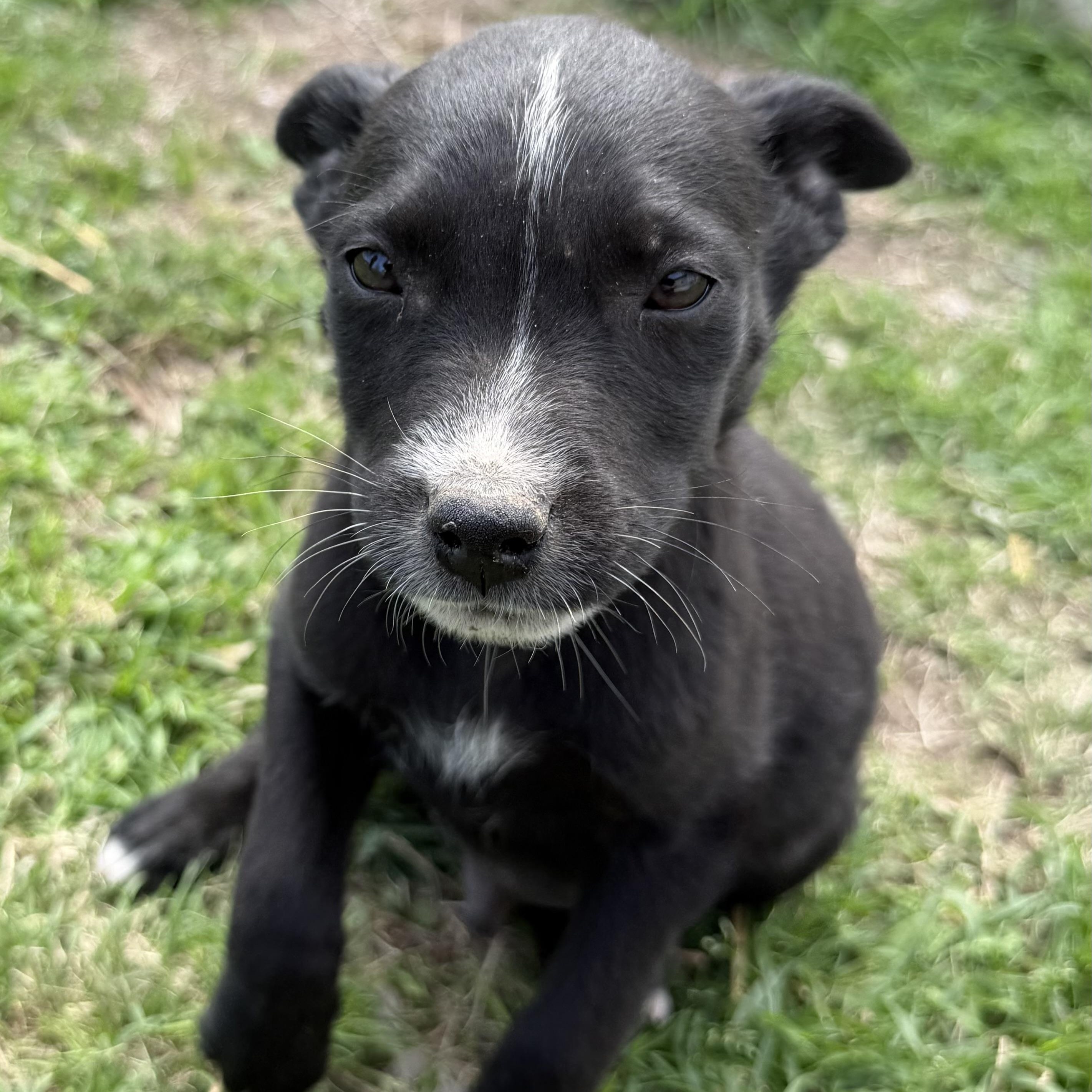 Aries — thumbnail 2