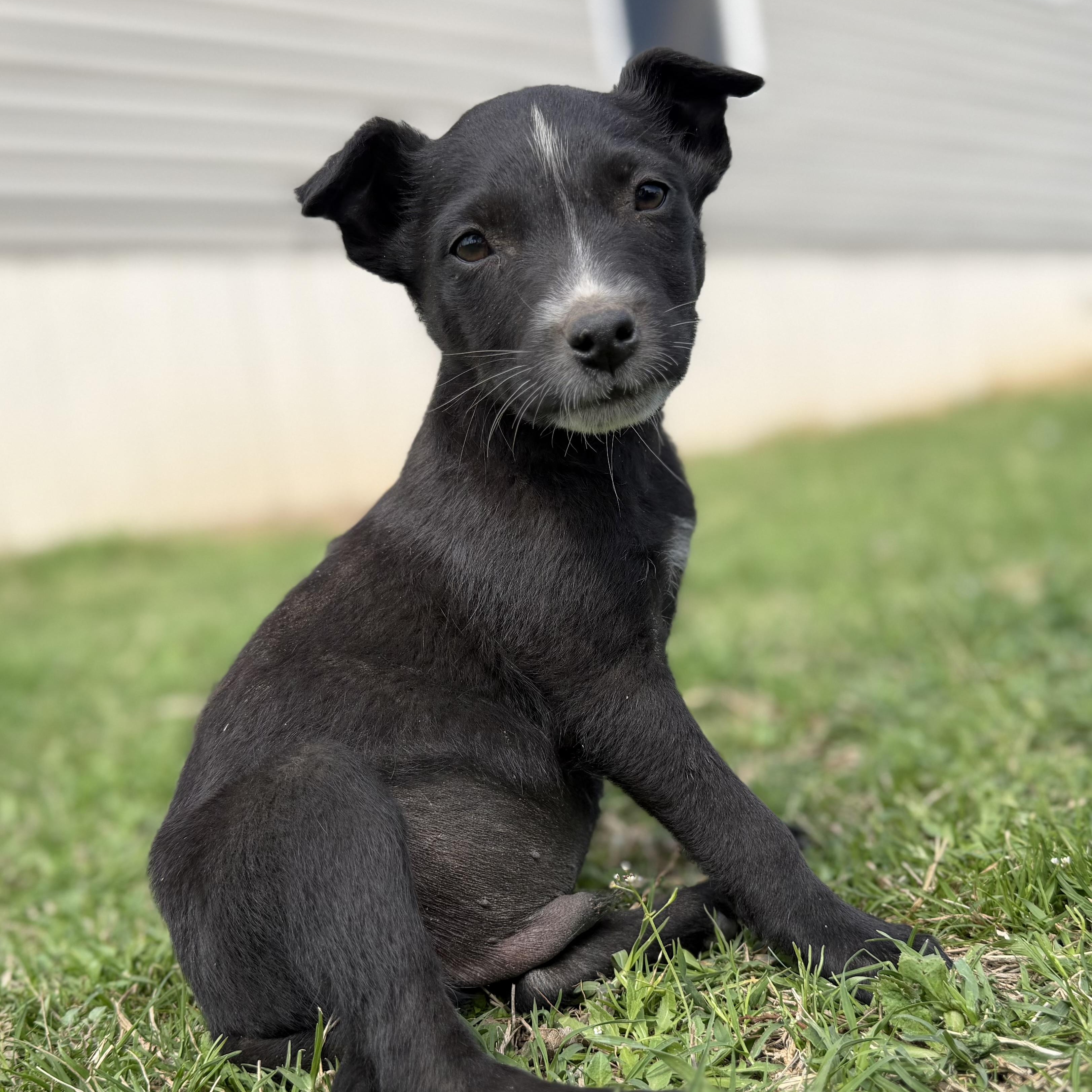 Aries — thumbnail 3