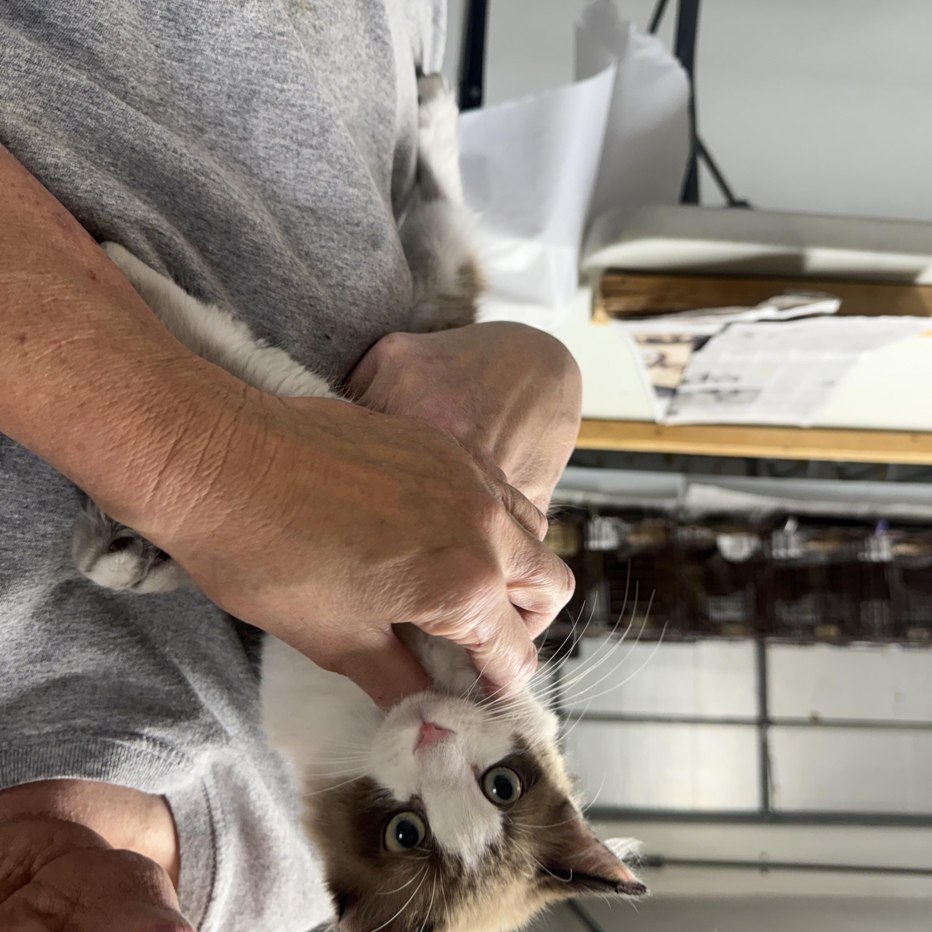 Ski Slope, adopted, Kitten Male Snowshoe.