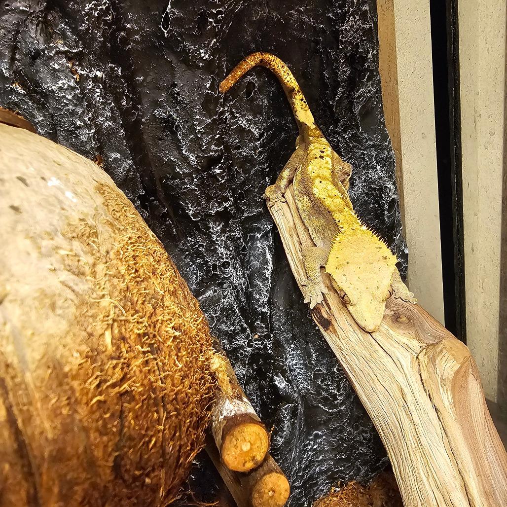 Enlarge Rupert Crested Gecko 24-360, a Adoptable Gecko in Bottineau, ND image 1/1