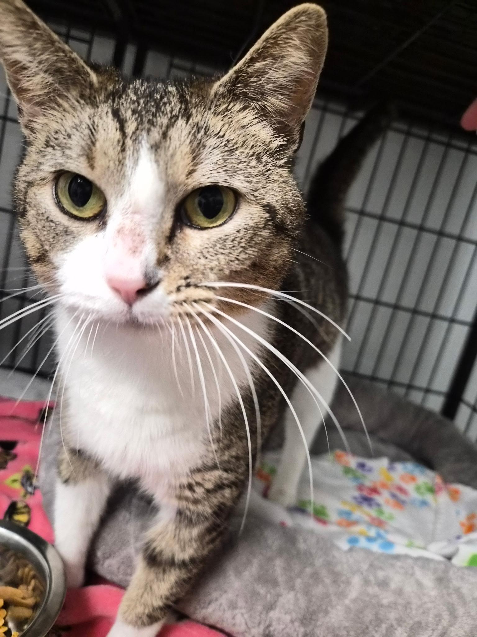 Kaycee, ADOPTABLE, Young Female Calico.